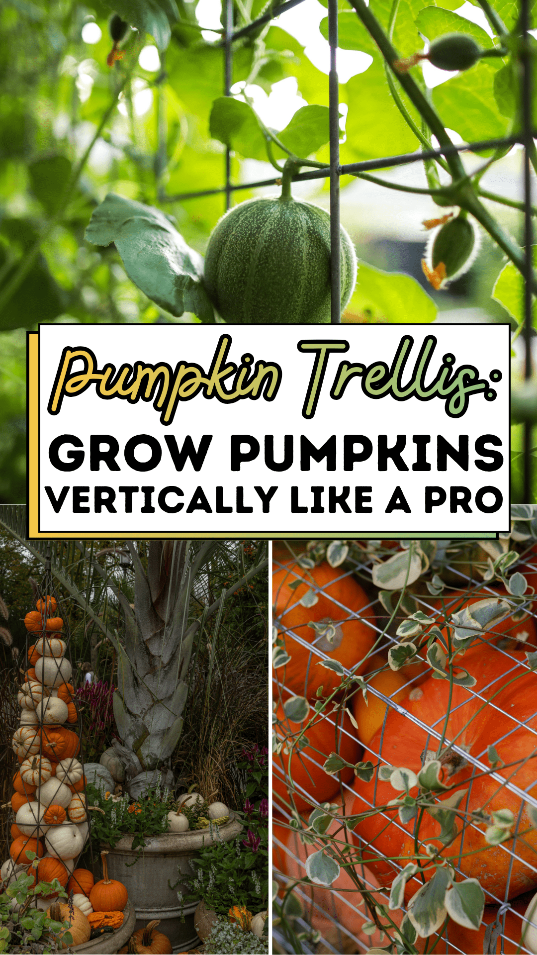 Pumpkin Trellis: Grow Pumpkins Vertically Like a Pro