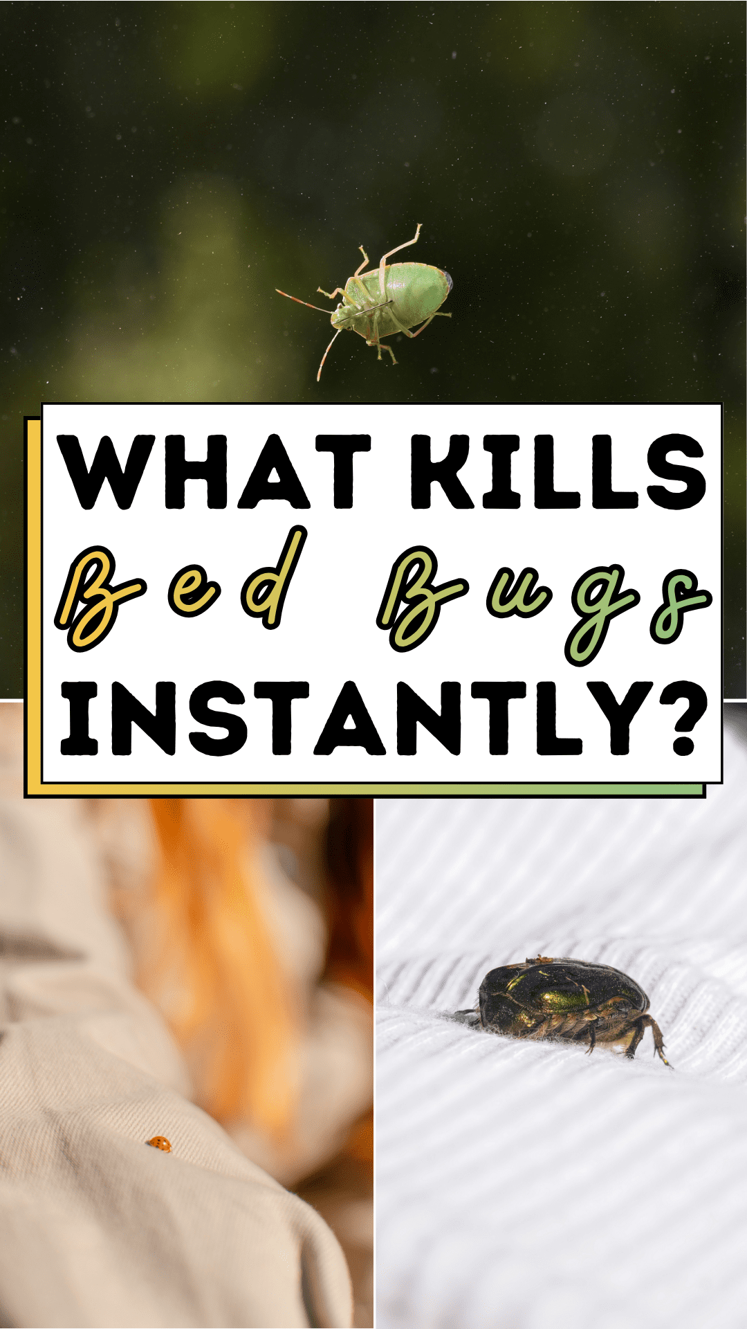 What Kills Bed Bugs Instantly?