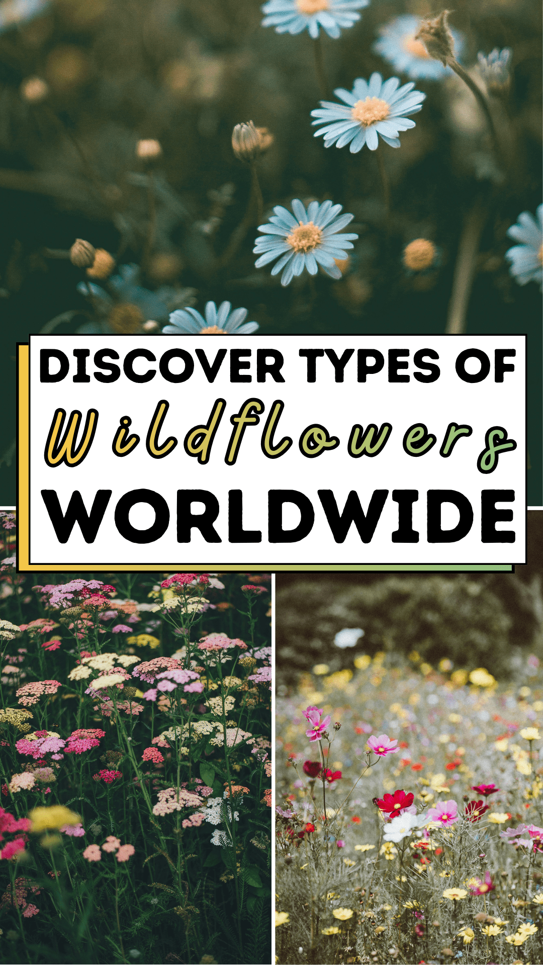 Discover Types of Wildflowers Worldwide