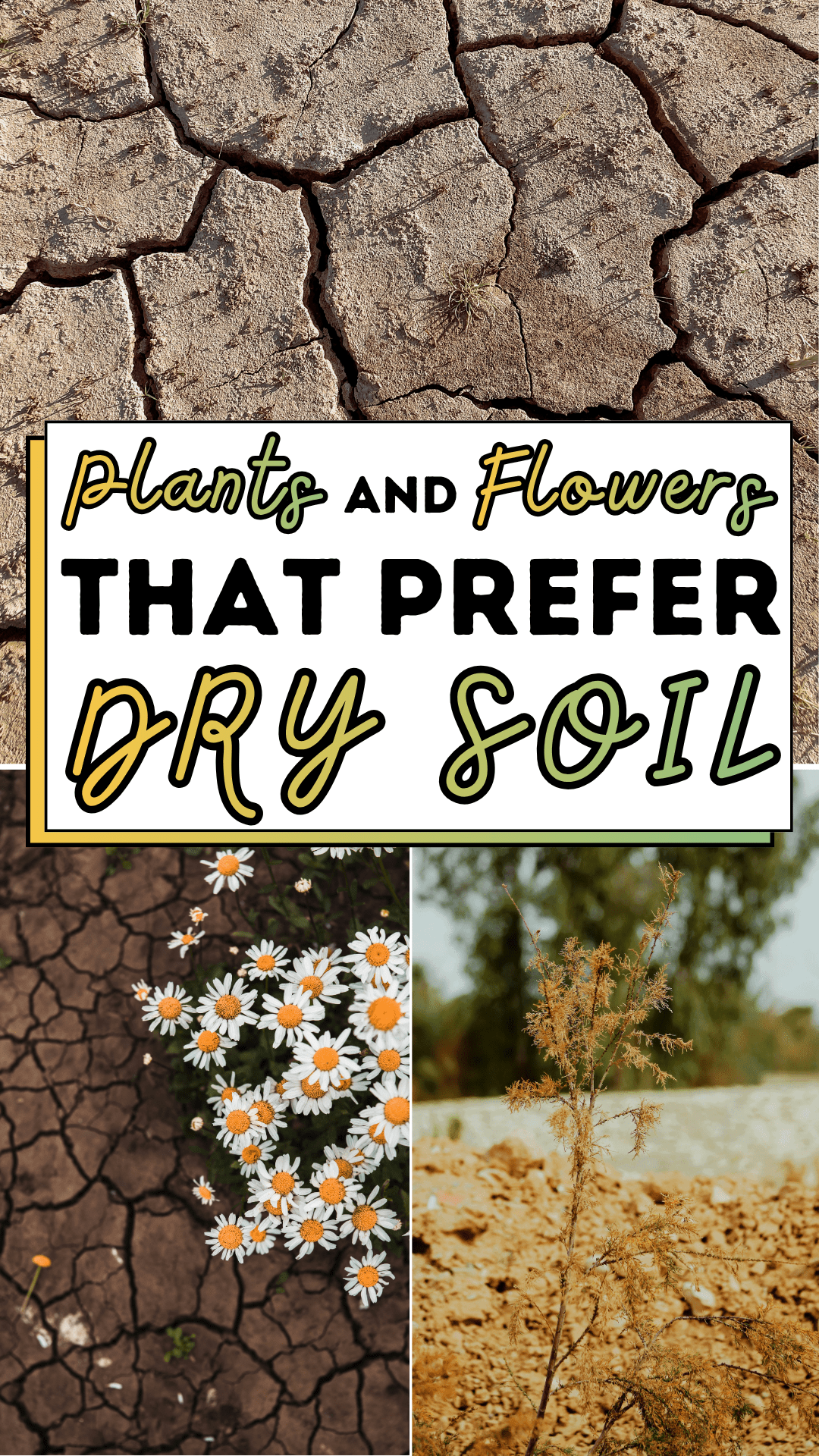Plants And Flowers That Prefer Dry Soil