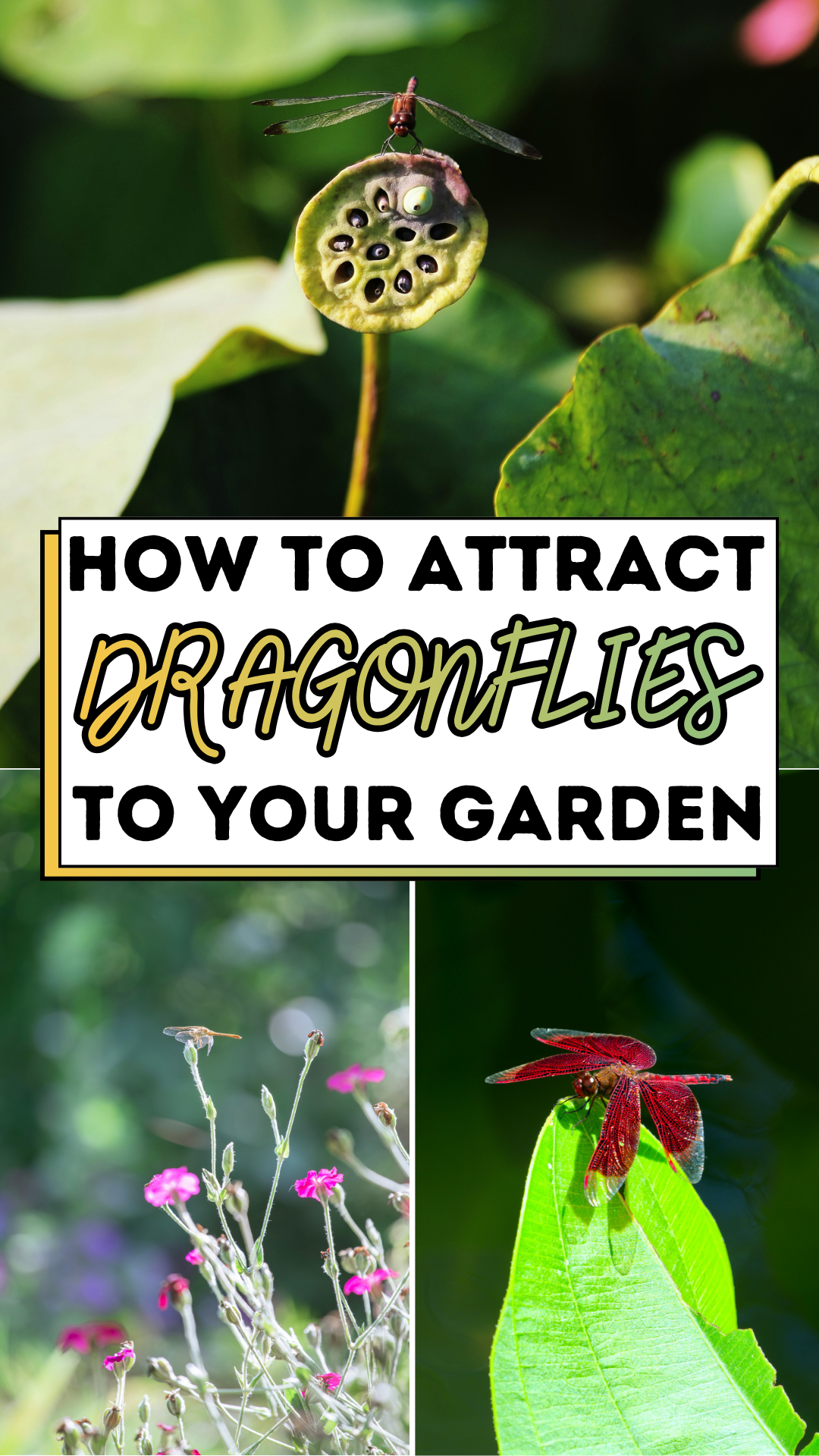 How To Attract Dragonflies To Your Garden