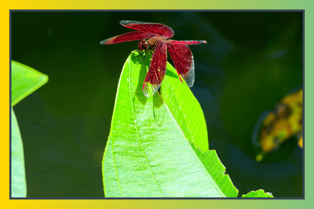 How To Attract Dragonflies To Your Garden | Easy Peasy Life Matters