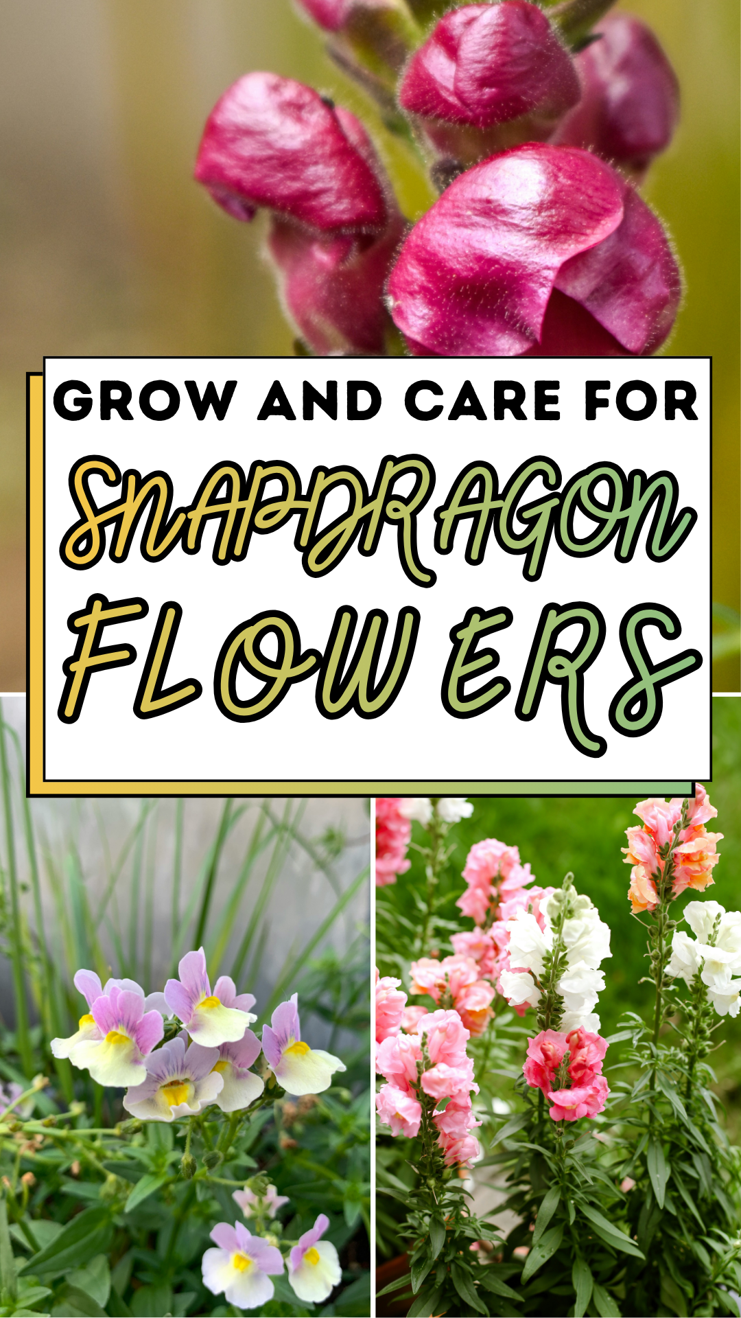 Grow And Care For Snapdragon Flowers