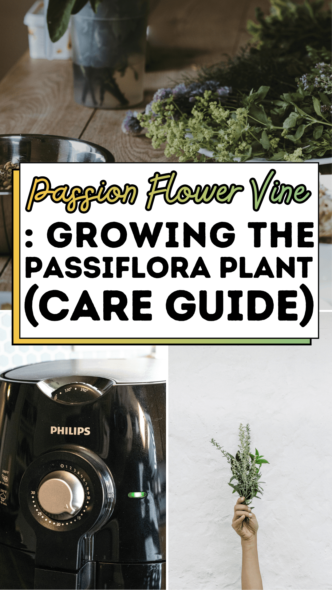 Passion Flower Vine: Growing The Passiflora Plant (CARE GUIDE)