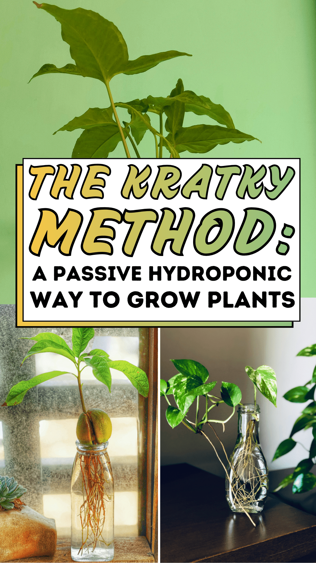 The Kratky Method: A Passive Hydroponic Way to Grow Plants