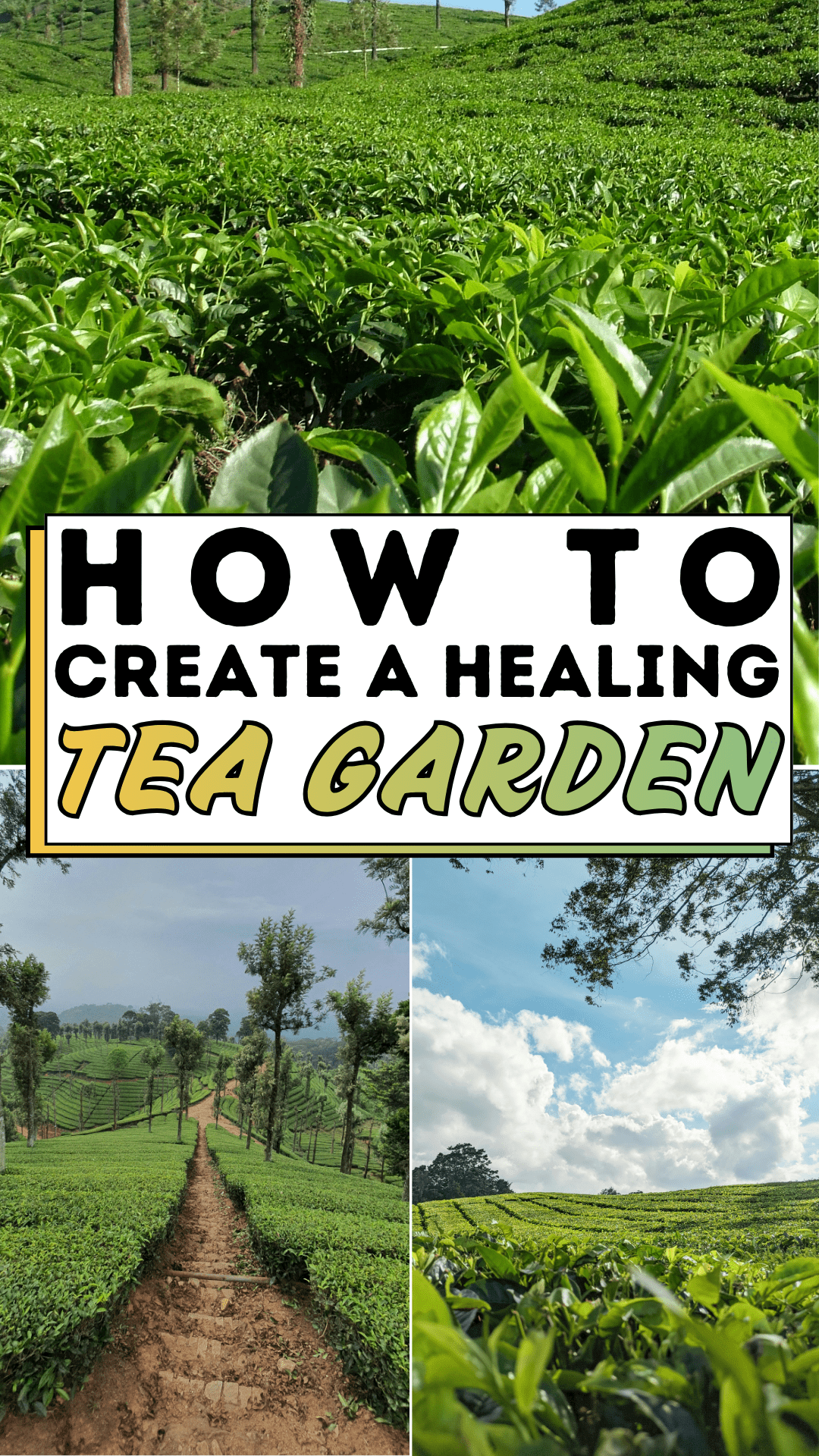 How To Create A Healing Tea Garden