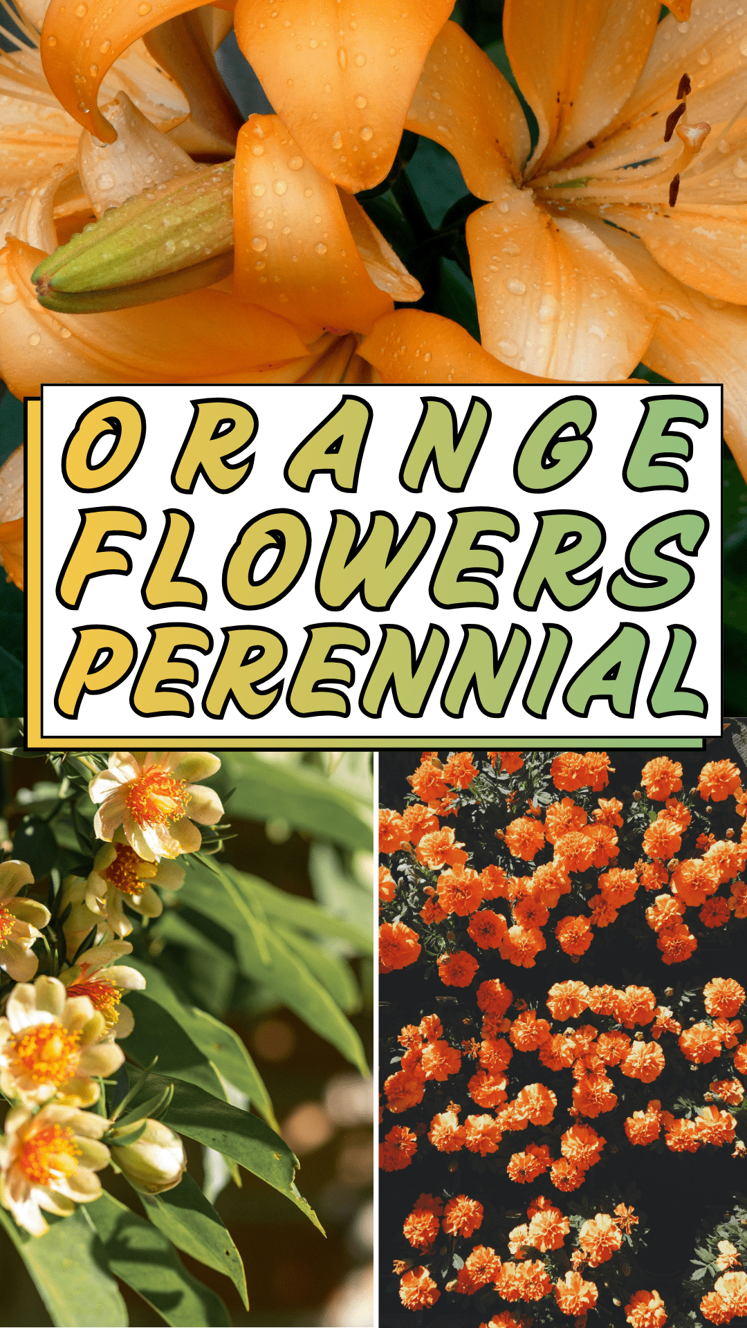 Orange Perennial Flowers