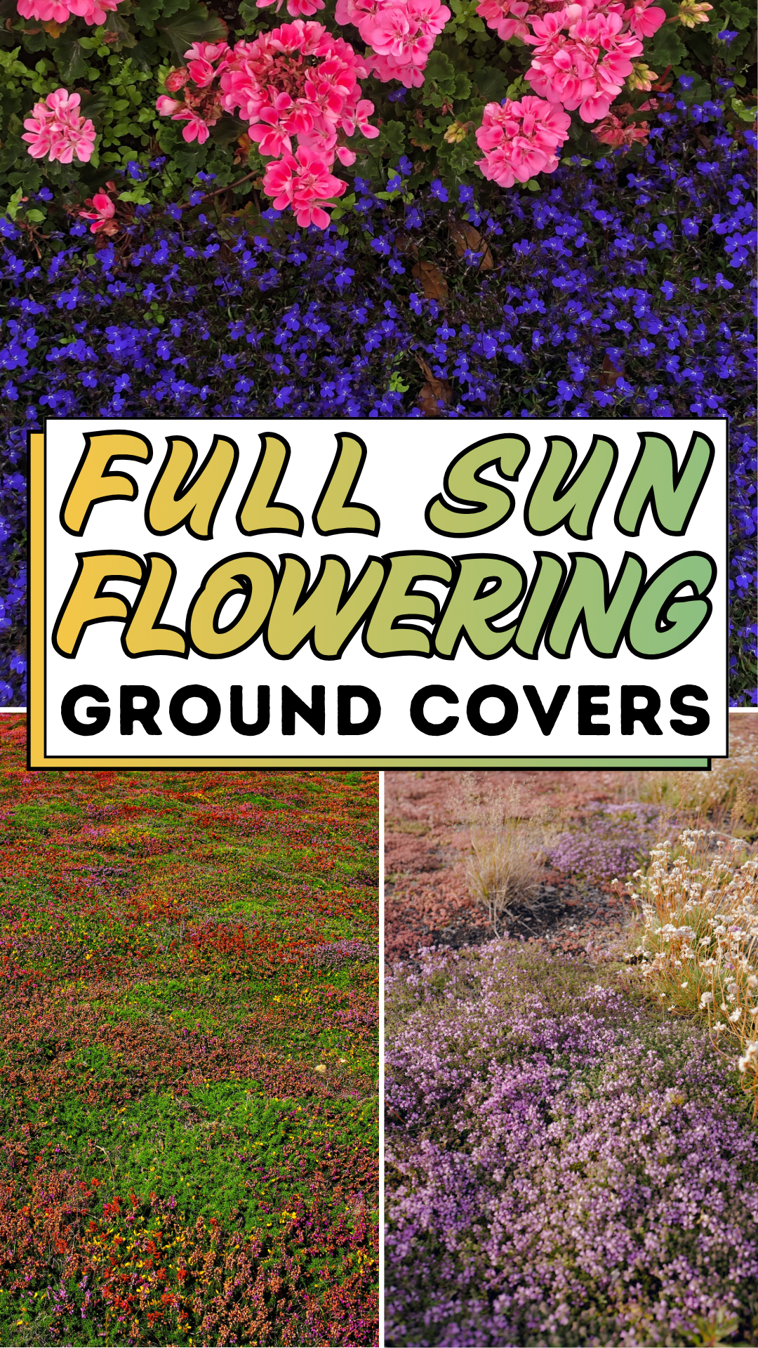 Full Sun Flowering Ground Covers