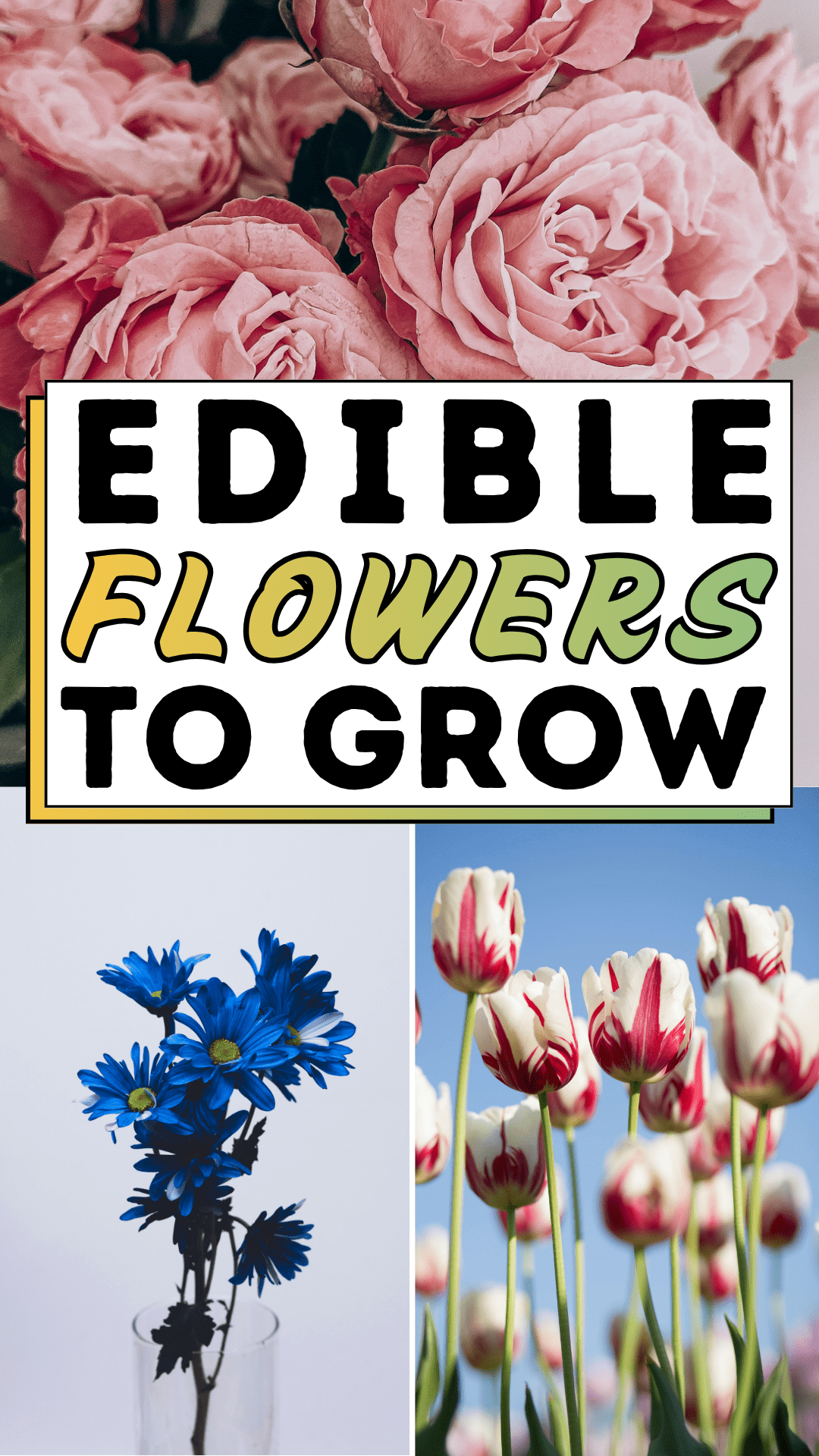 Edible Flowers To Grow