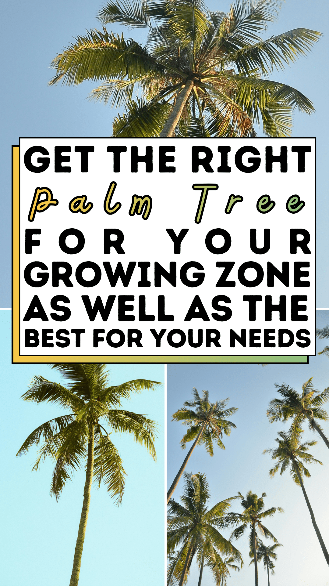Get The Right Palm Tree For Your Growing Zone as well as The Best For Your Needs