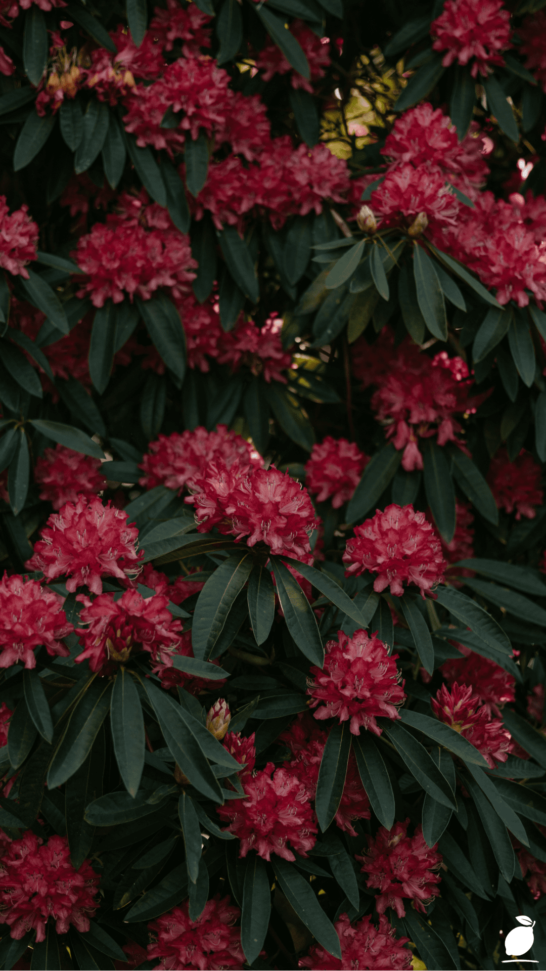 Colorful Shrubs to Add Year-Round Color to Your Landscape