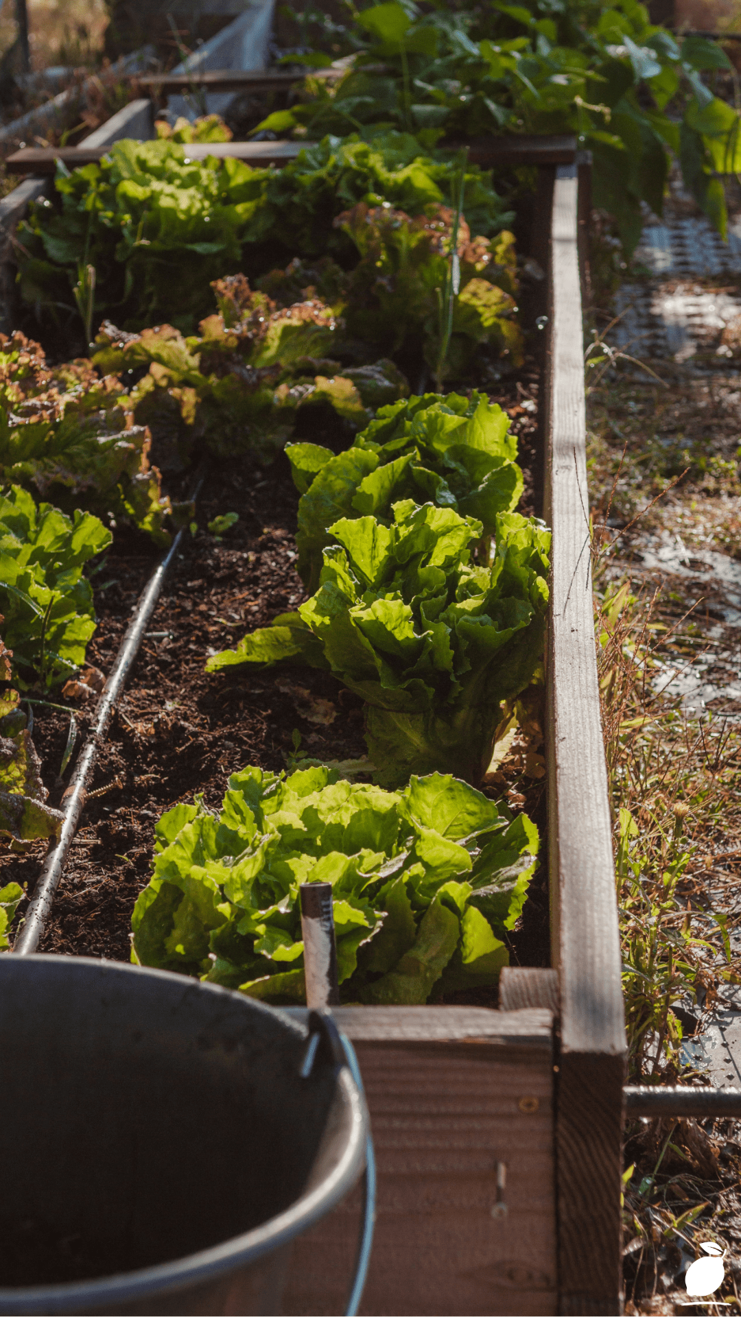 Best Vegetables To Grow in Raised Beds