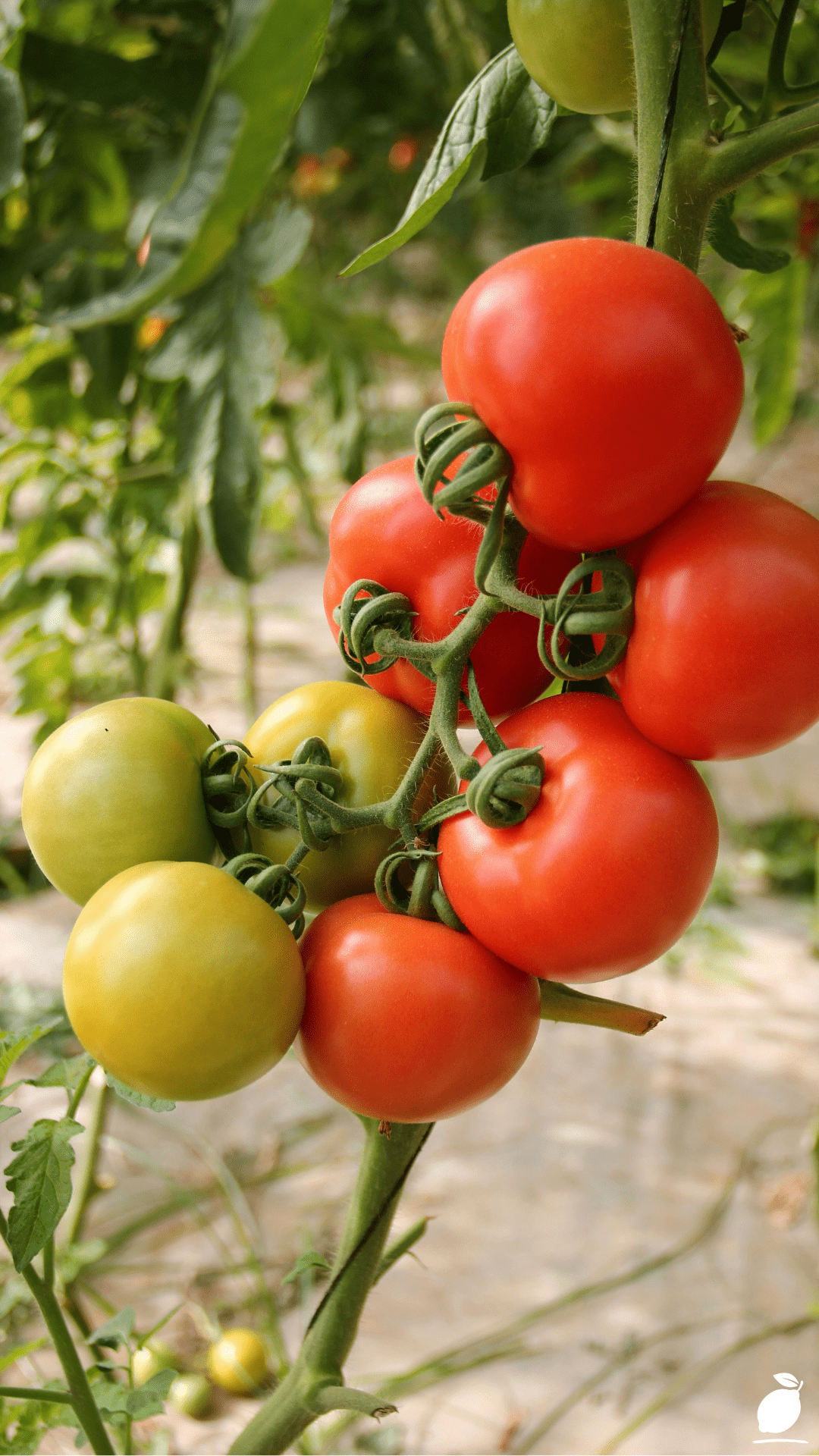 Things to Put On Your Tomato Planting Hole