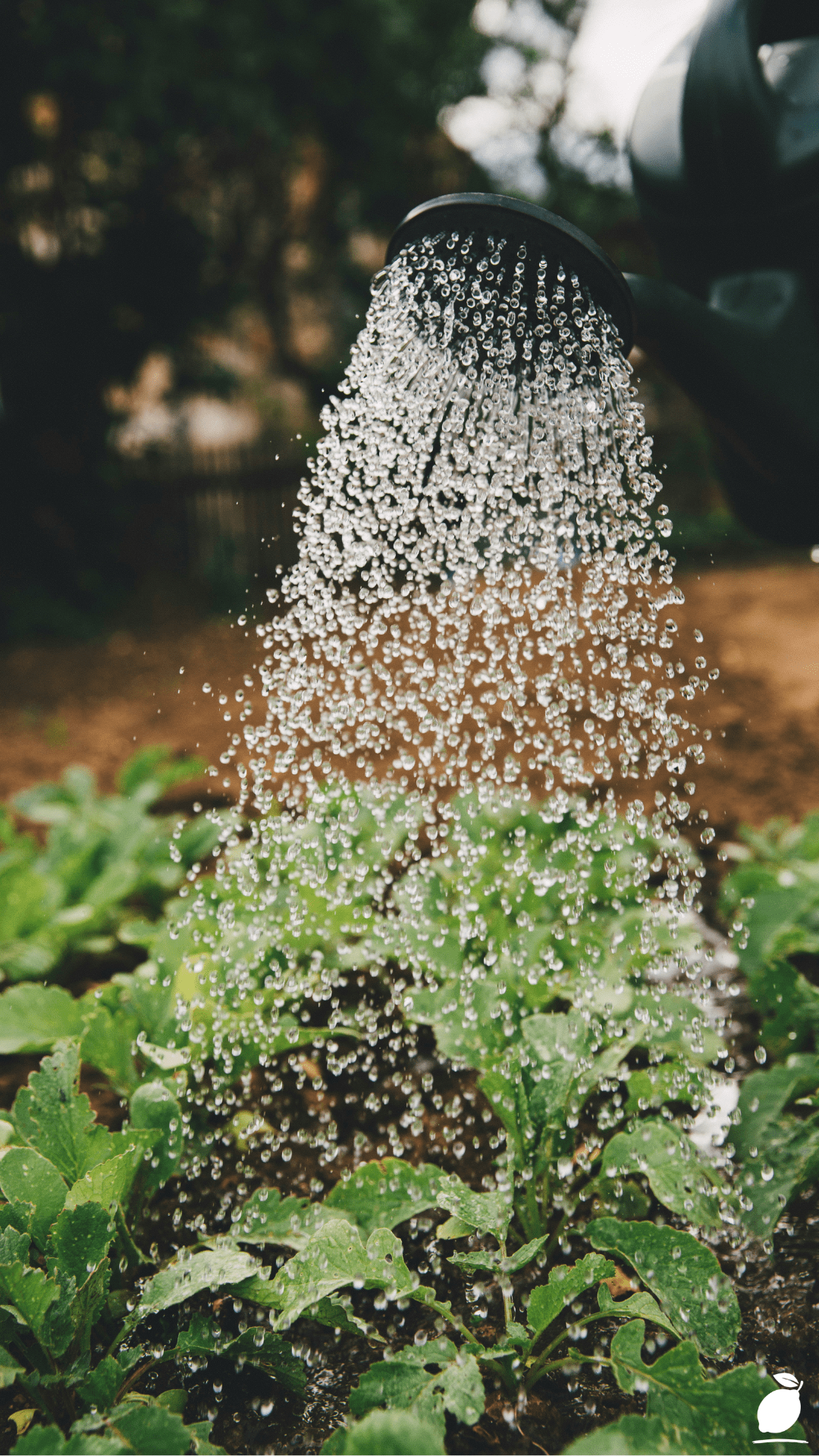 Essential Seasonal Planting Tips