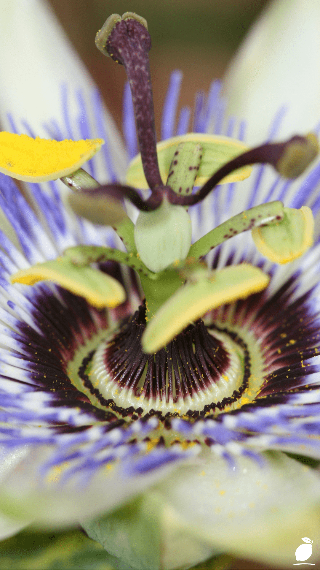 Passion Flower Vine: Growing The Passiflora Plant (CARE GUIDE)
