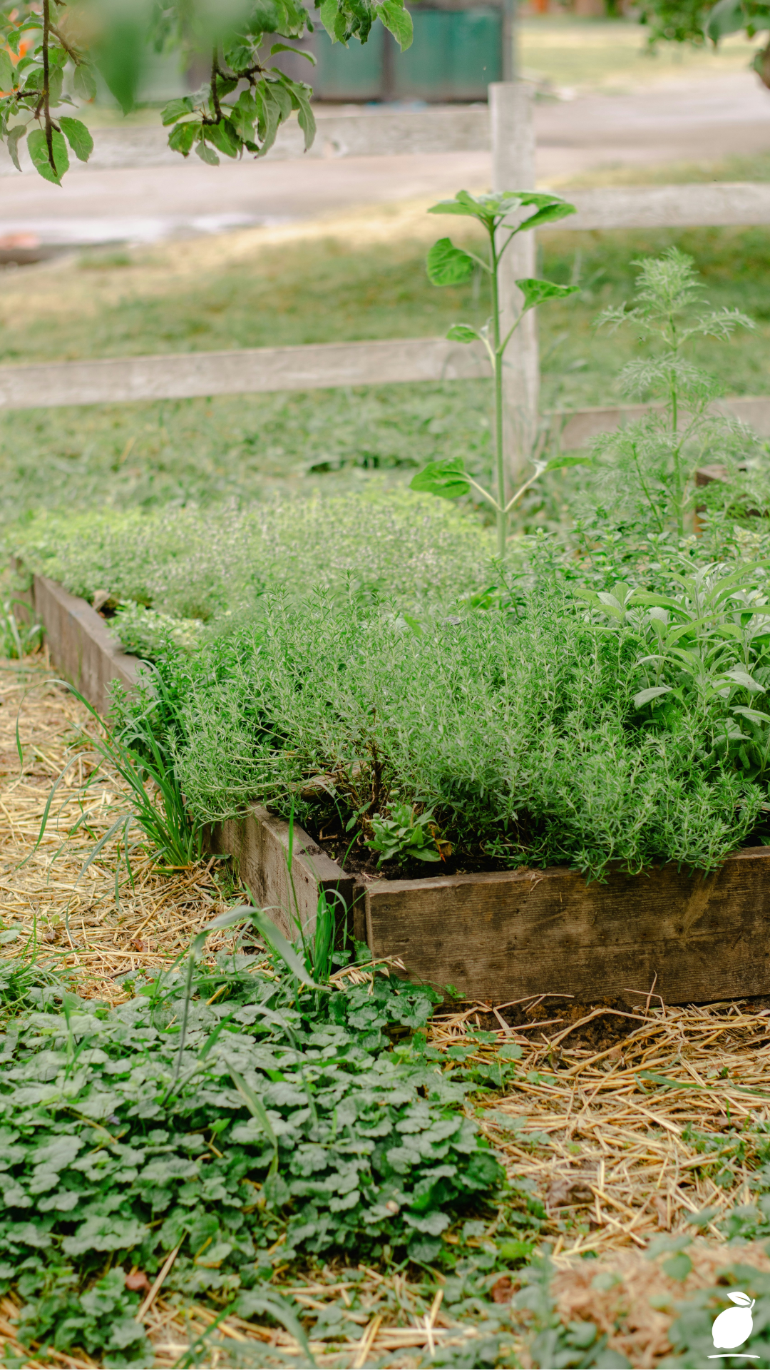 Common Raised Bed Garden Mistakes You Must Avoid