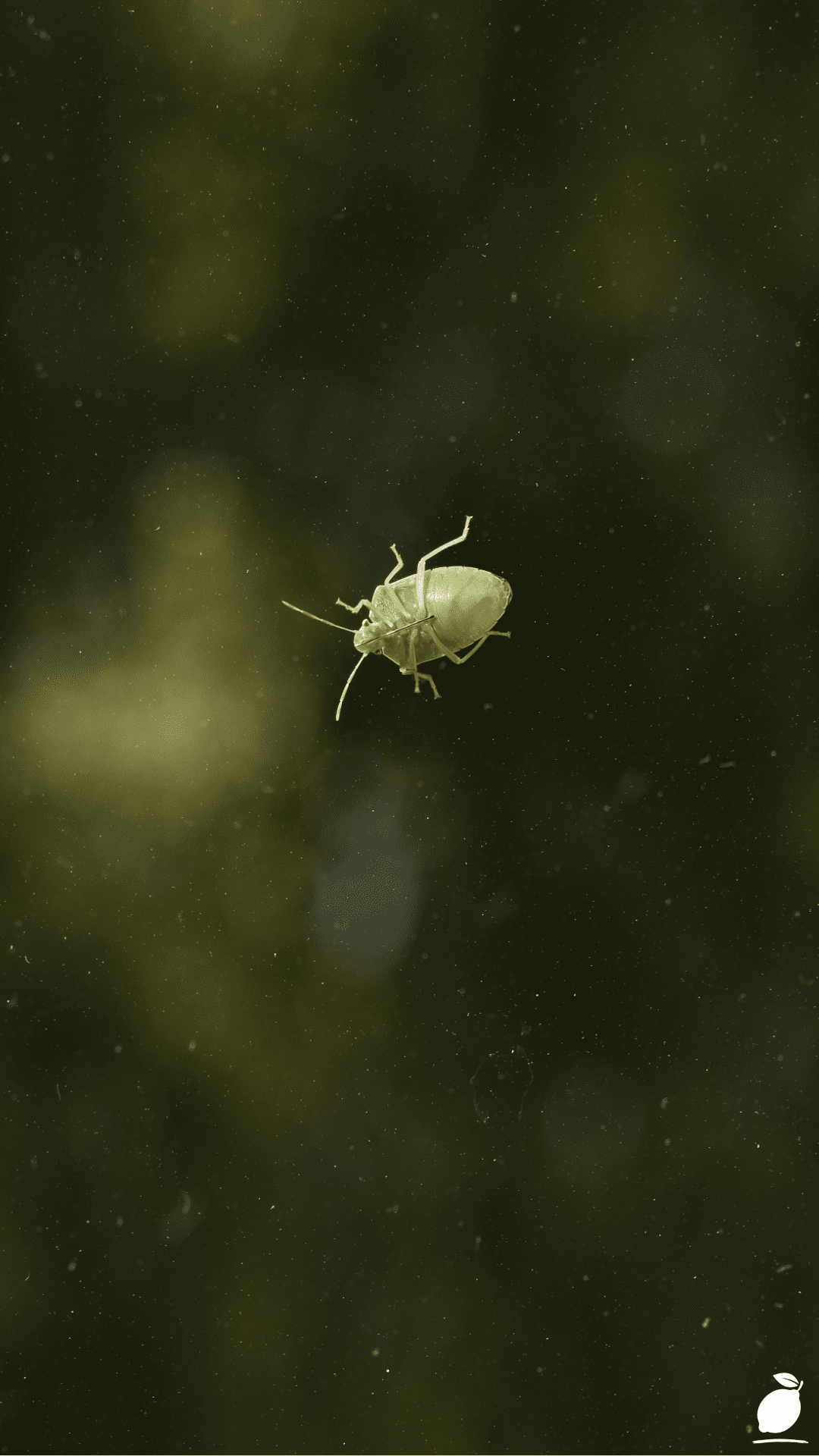 What Kills Bed Bugs Instantly?
