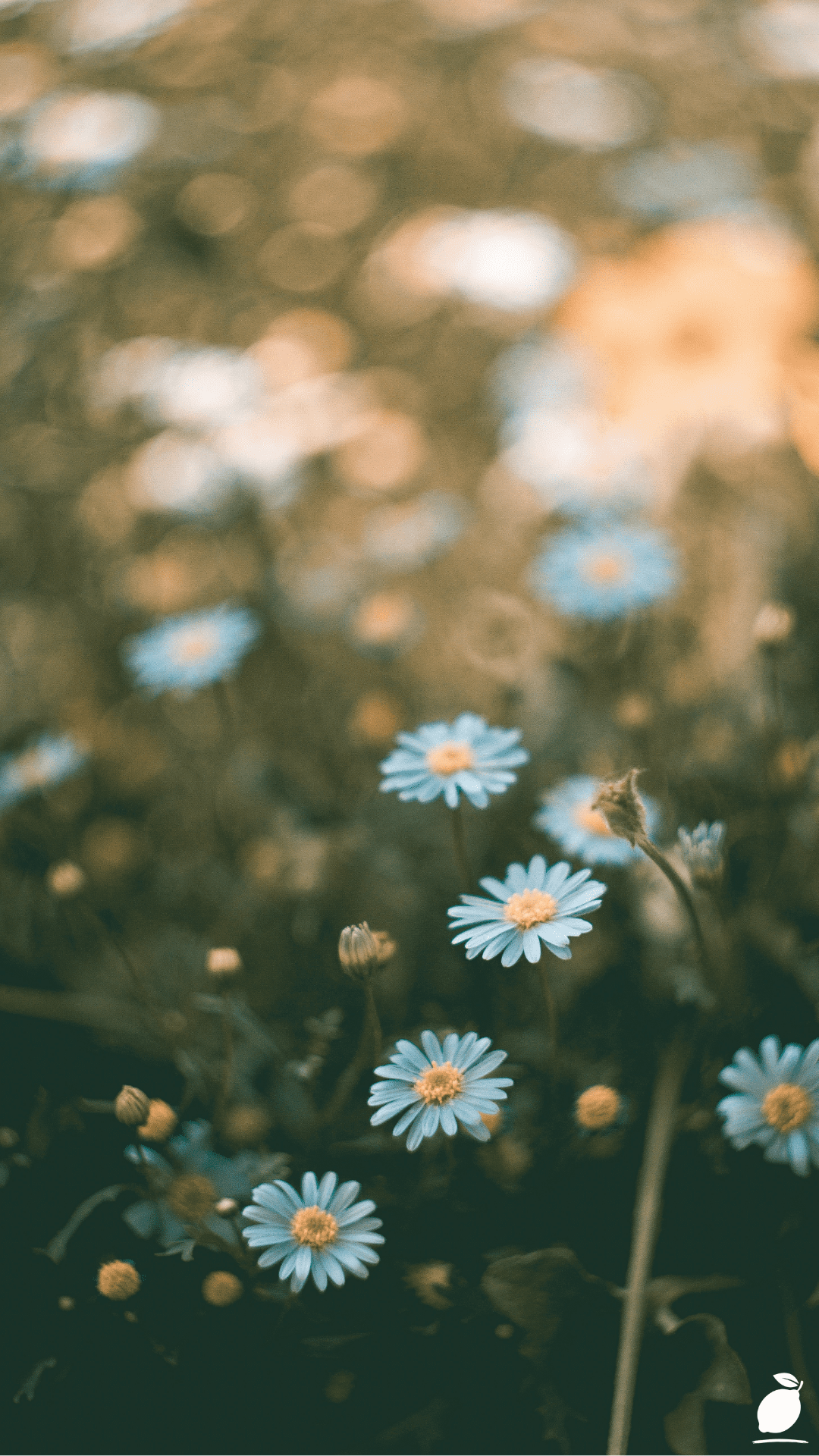 Discover Types of Wildflowers Worldwide
