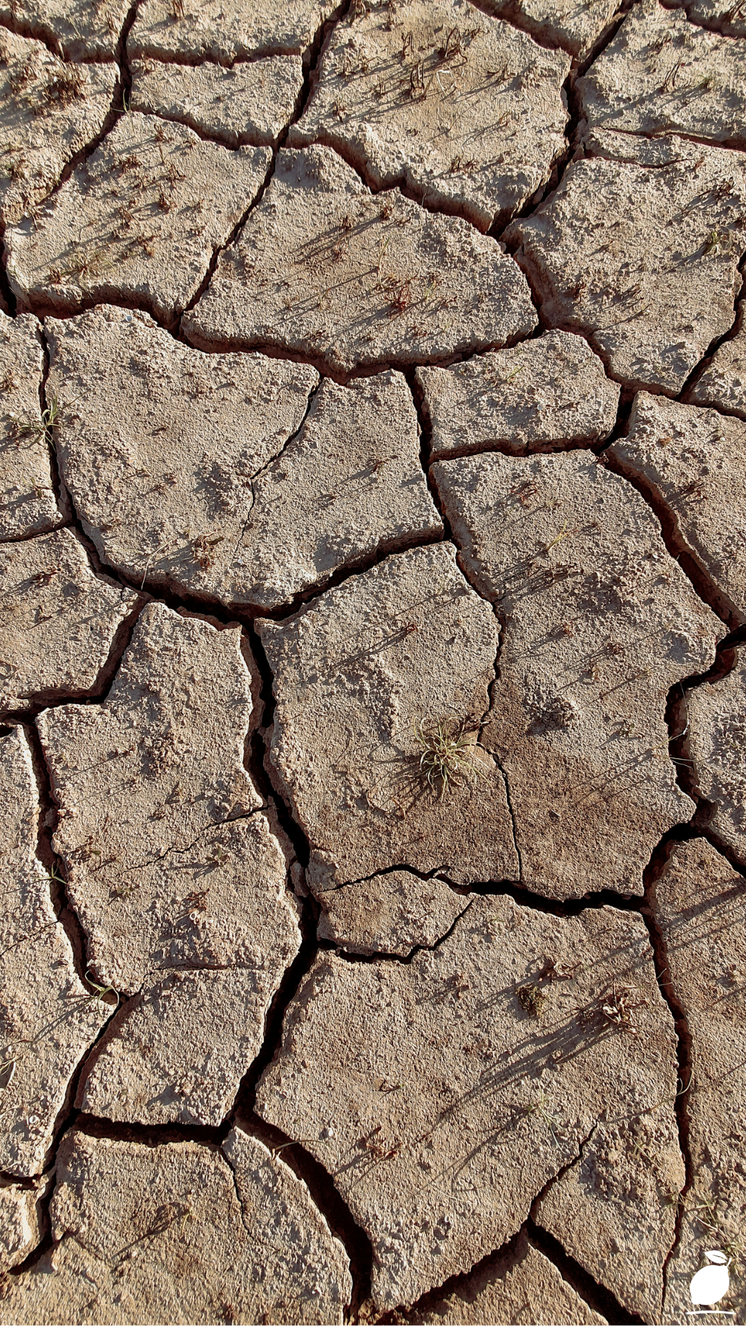 Plants And Flowers That Prefer Dry Soil
