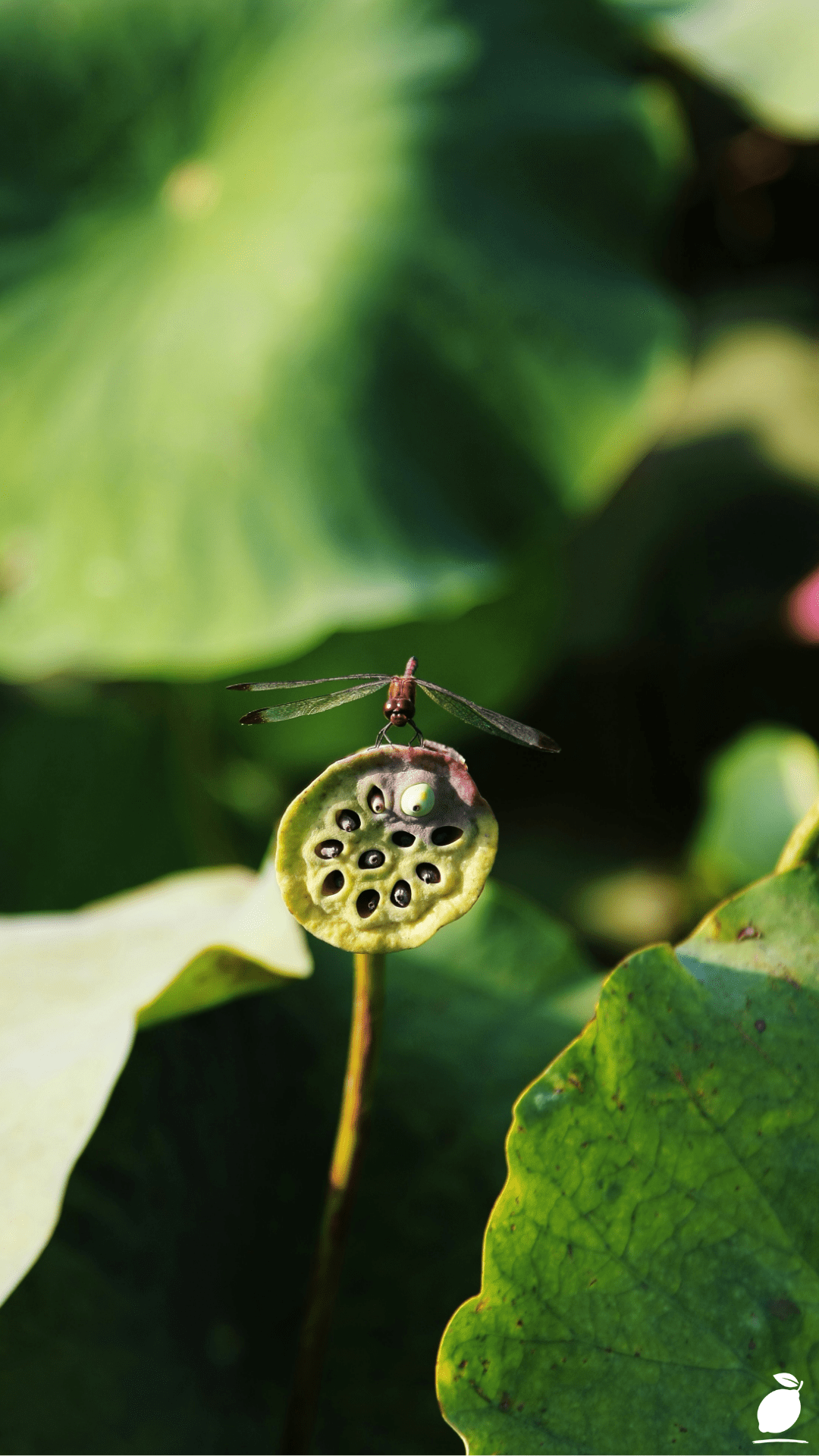How To Attract Dragonflies To Your Garden
