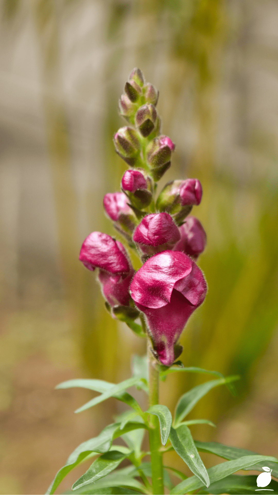 Grow And Care For Snapdragon Flowers
