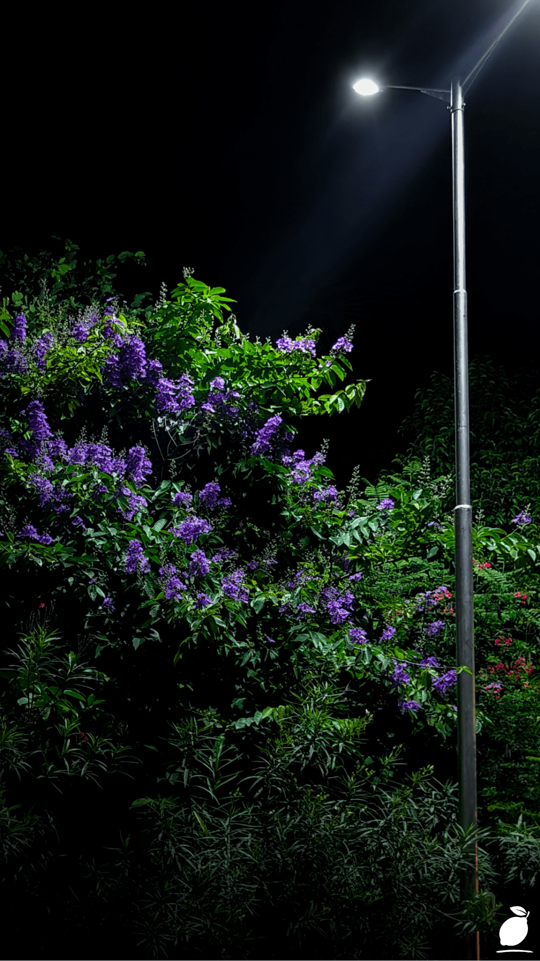Night Blooming Flowers For Your Garden