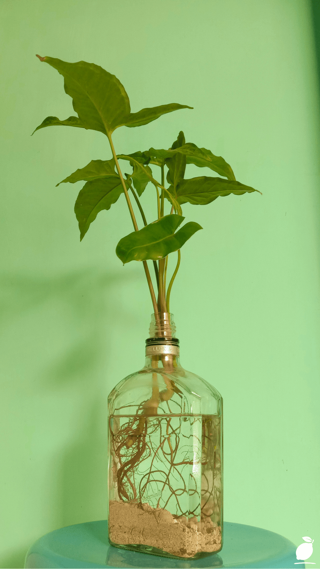 The Kratky Method: A Passive Hydroponic Way to Grow Plants