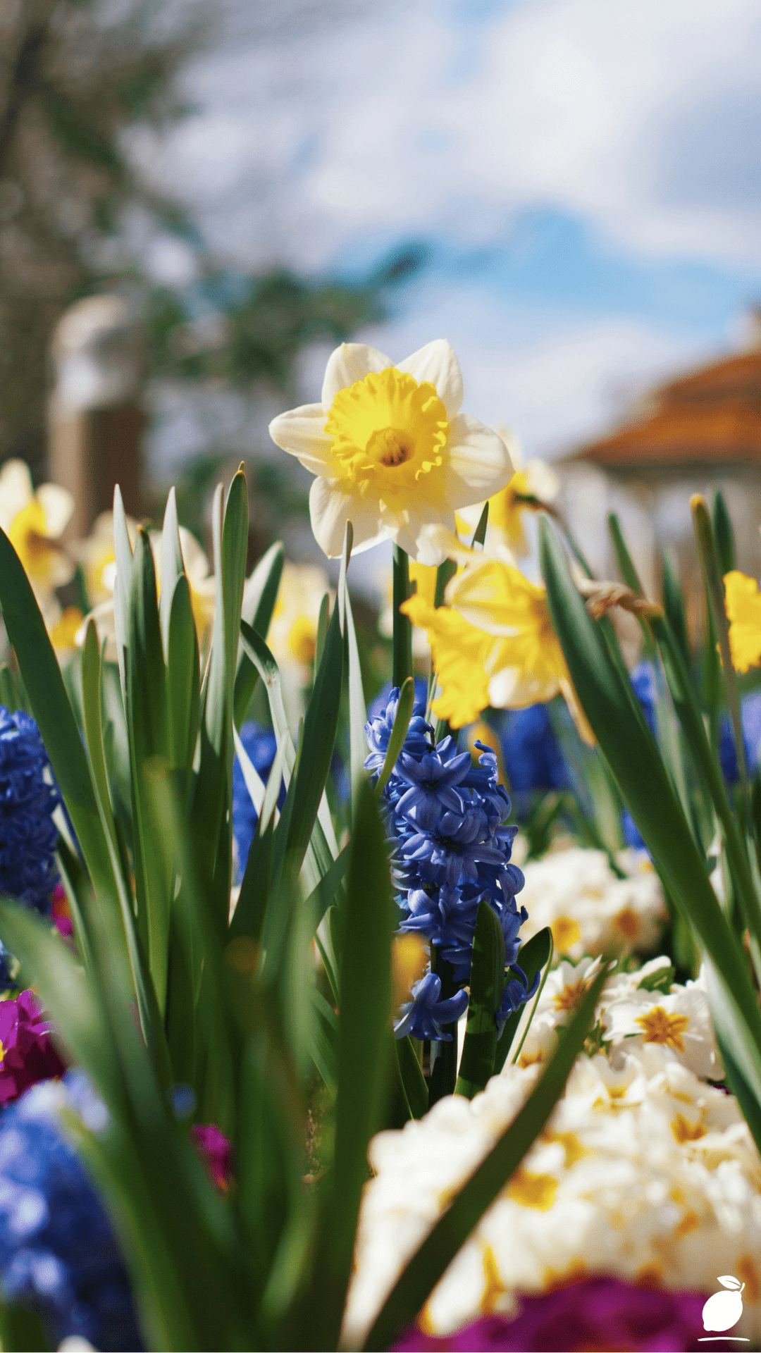 Lasagna Technique: How to Layer Spring Bulbs