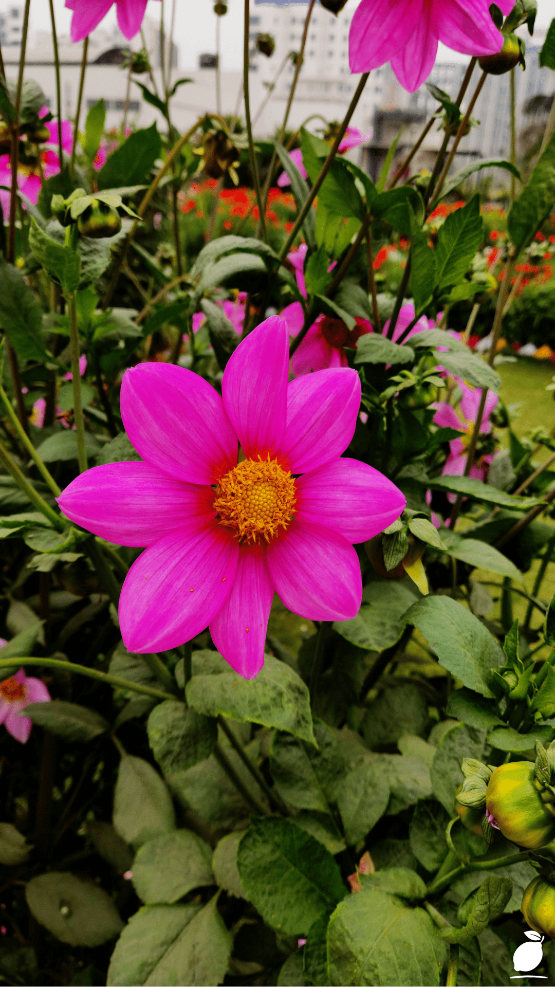 Top Flowers For A Thriving Chaos Garden