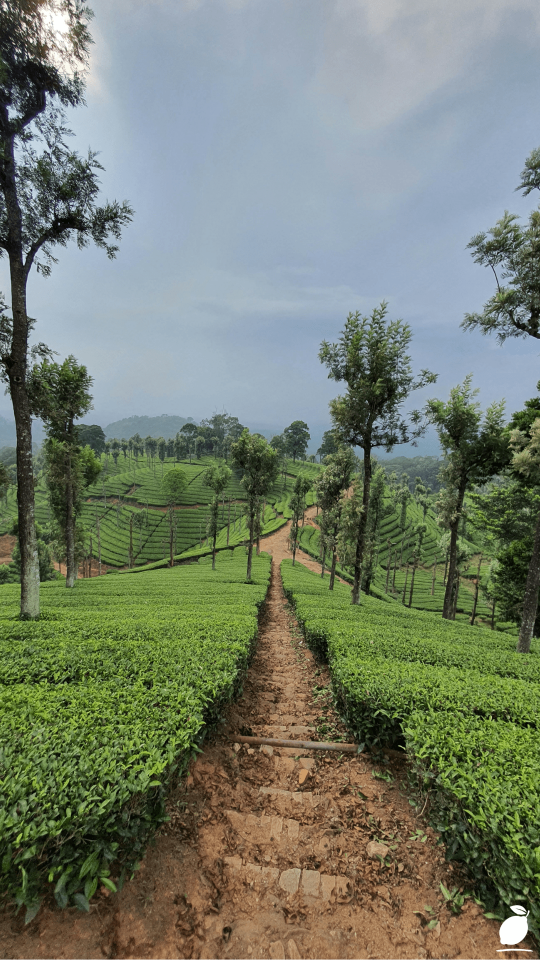 How To Create A Healing Tea Garden