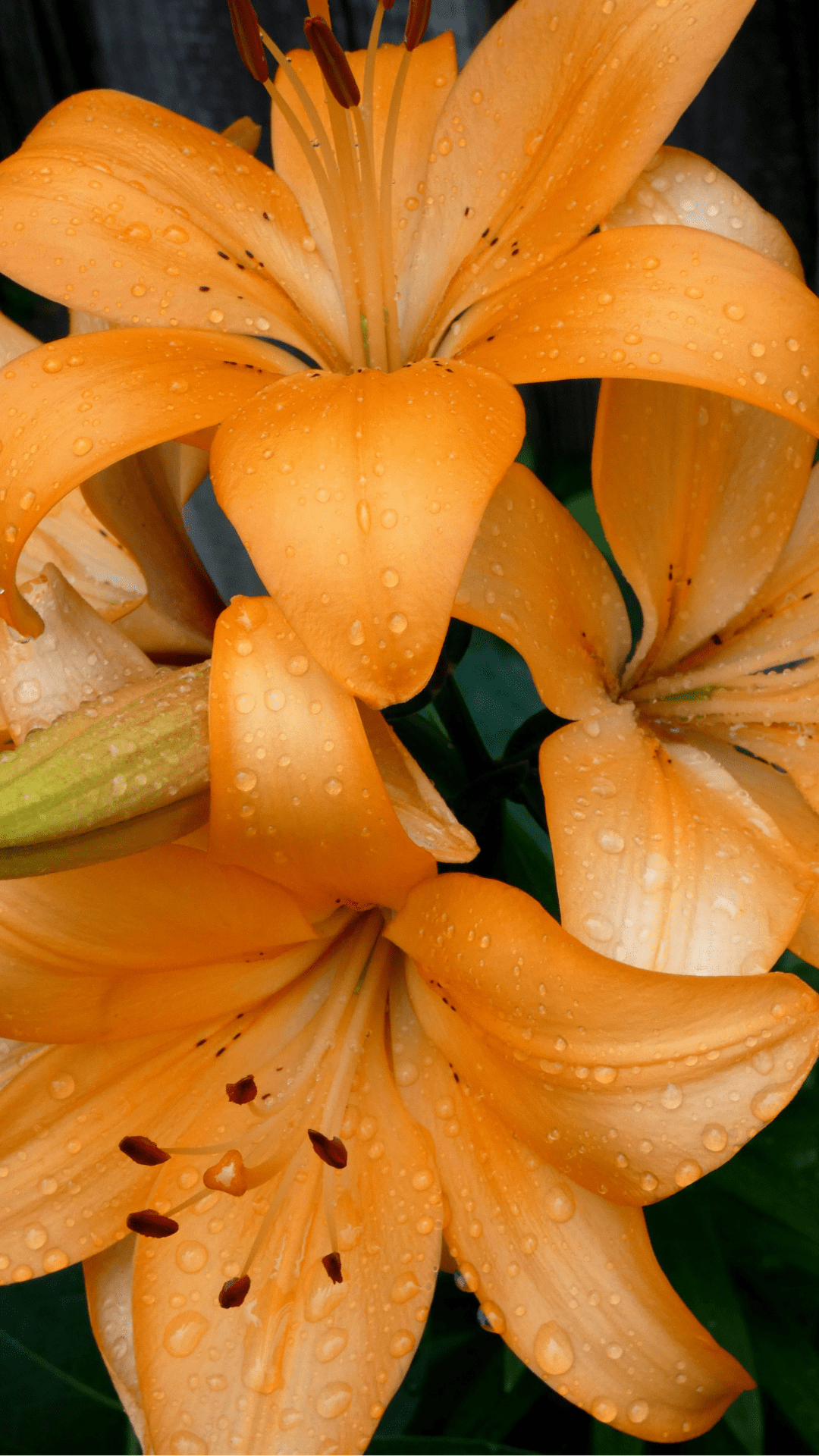Orange Perennial Flowers