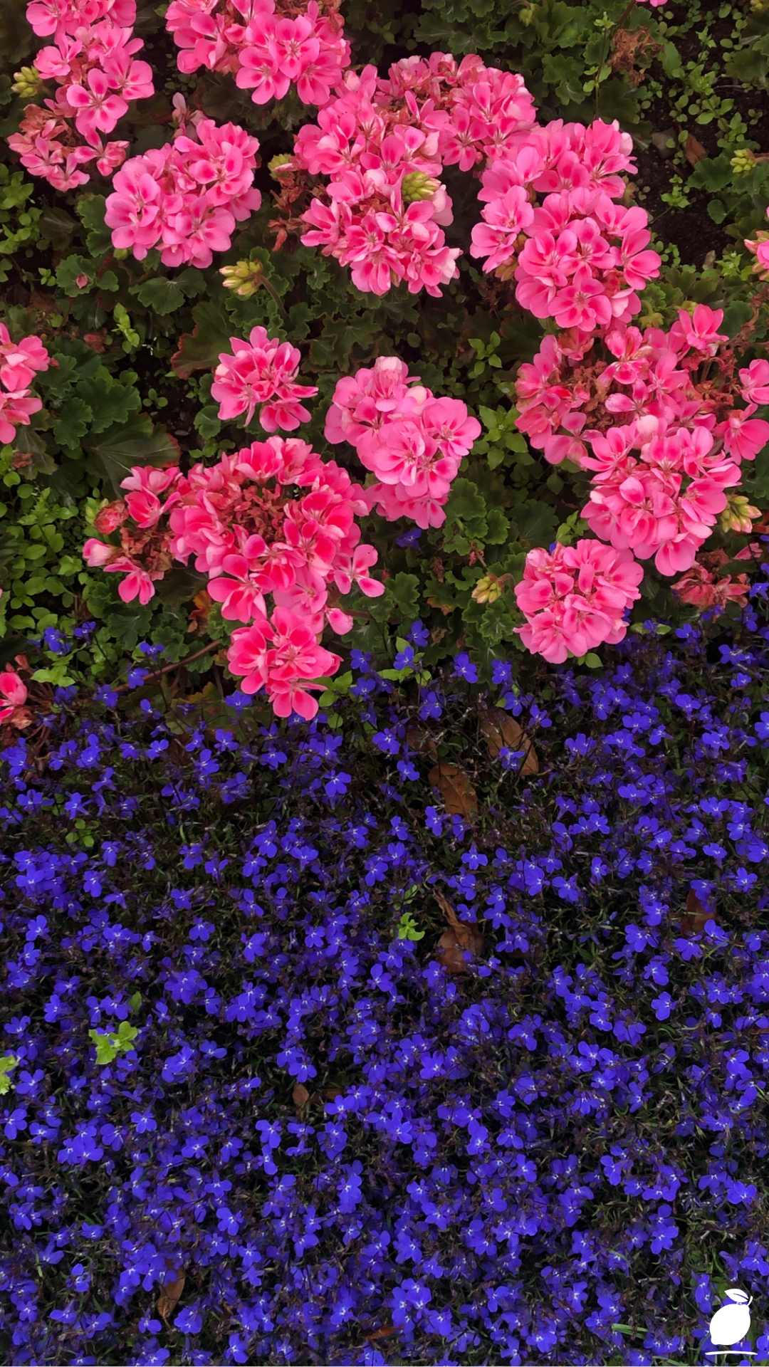 Full Sun Flowering Ground Covers
