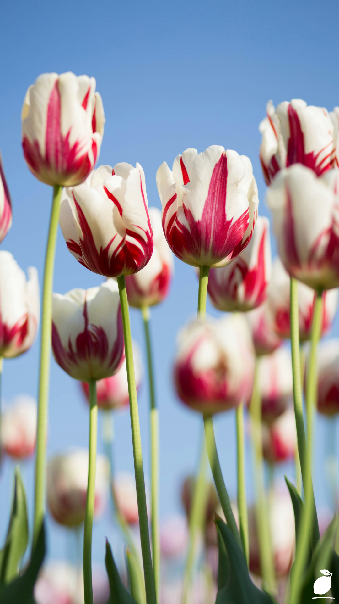 Edible Flowers To Grow