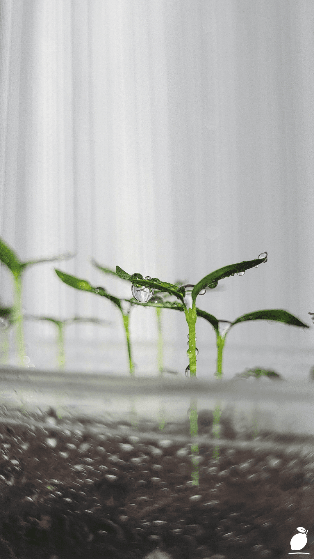 How to Make Your Own Hydroponic Nutrients