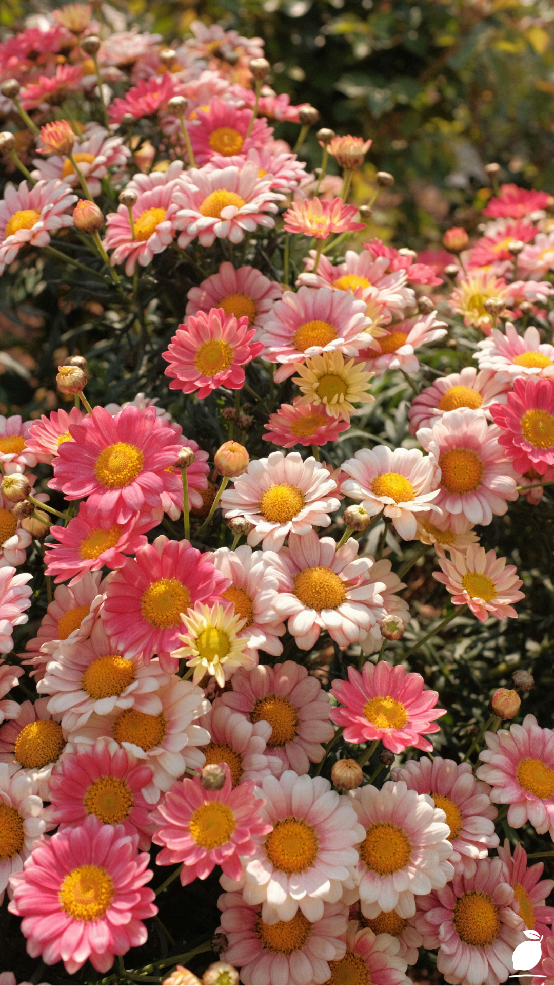 Flowers To Grow From Seeds