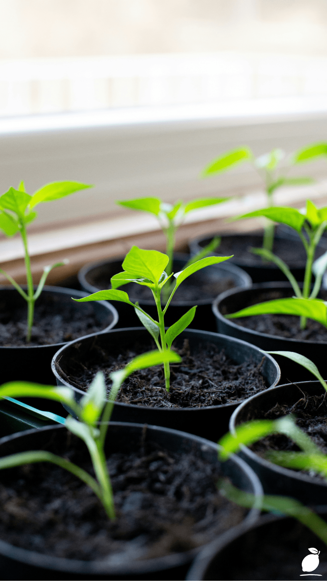 How To Start Seeds Indoors