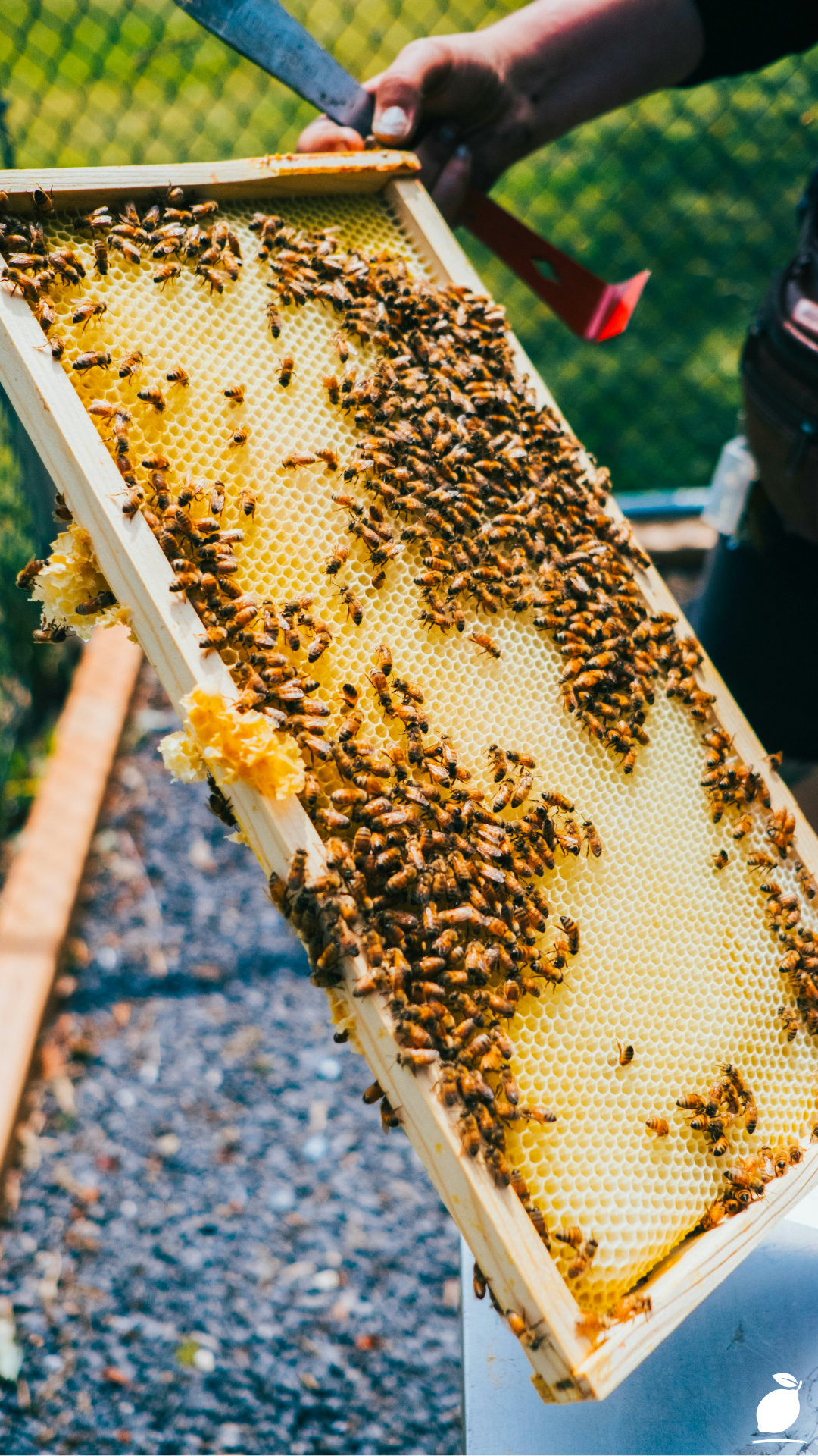 How To Render And Clean Beeswax