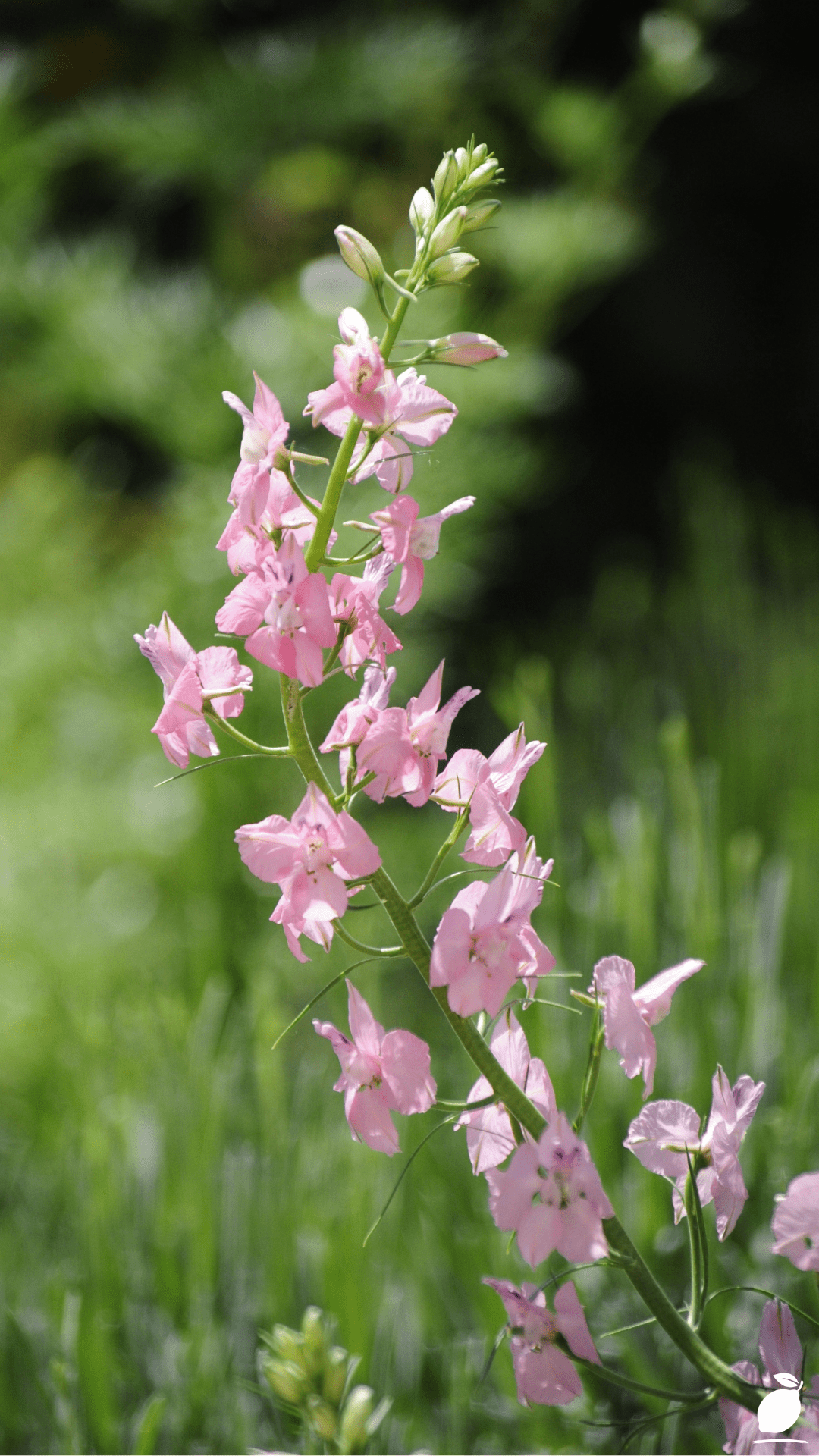 How To Create a Modern Meadow Garden