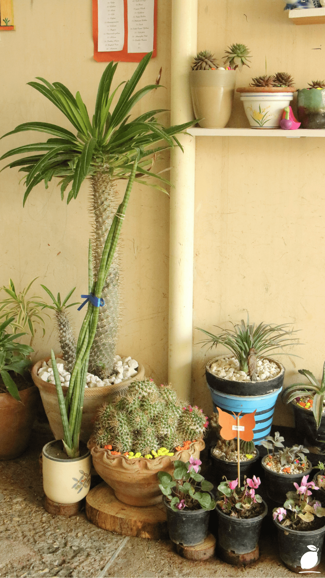 The Best Way To Water Outdoor Potted Plants