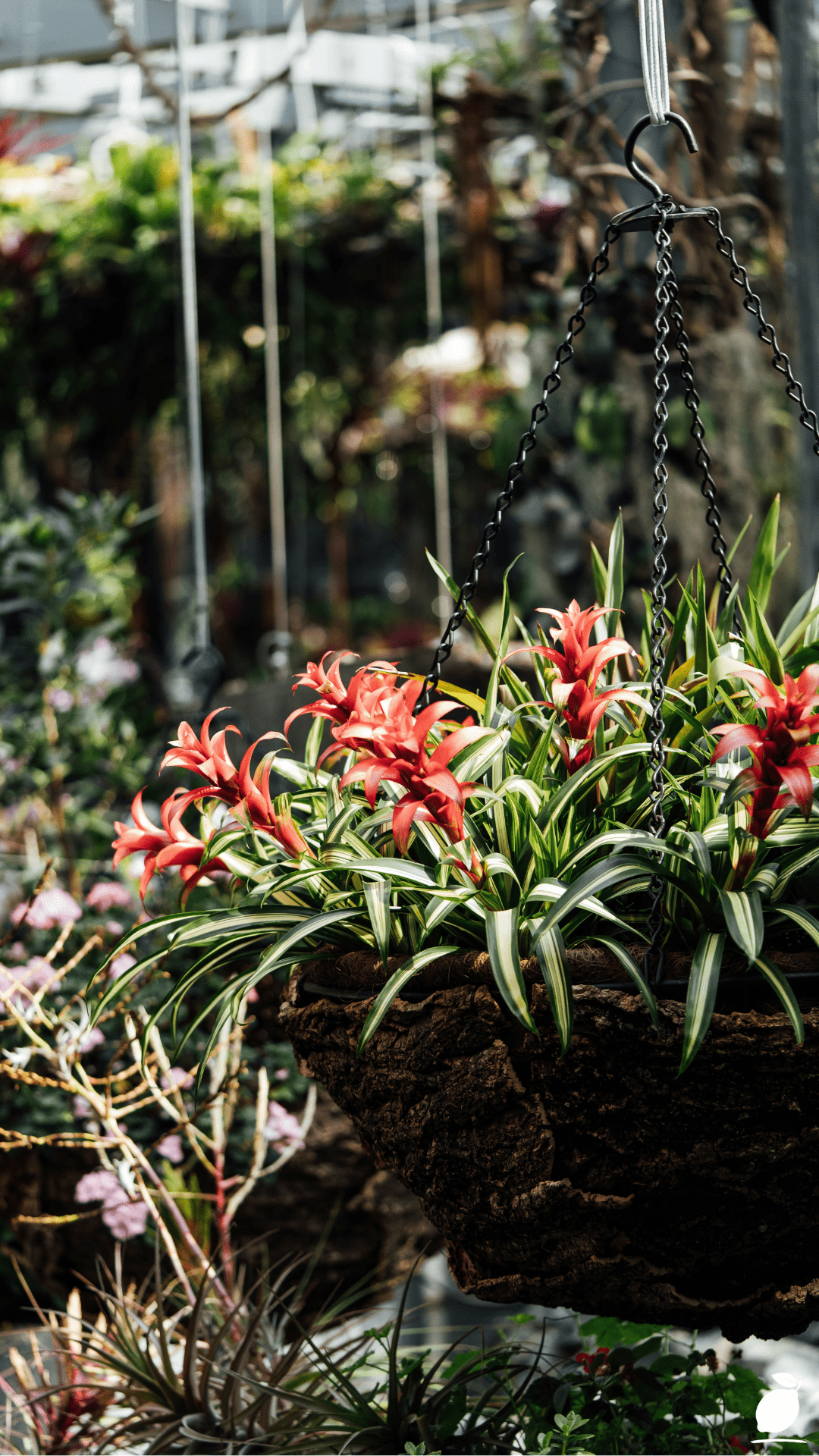 How To Plant a Hanging Basket