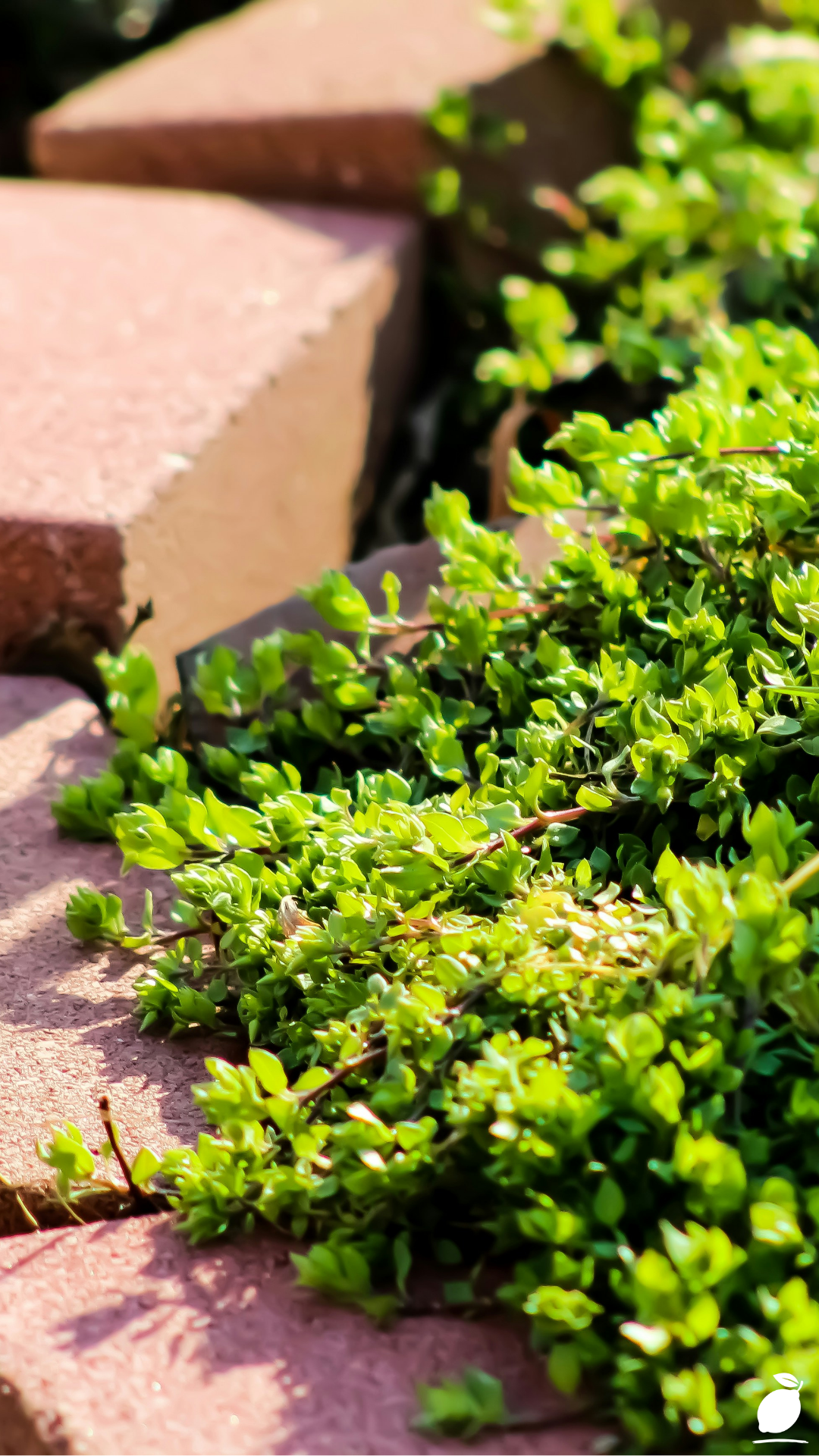 Creative Ways to Use Bricks in Garden Design