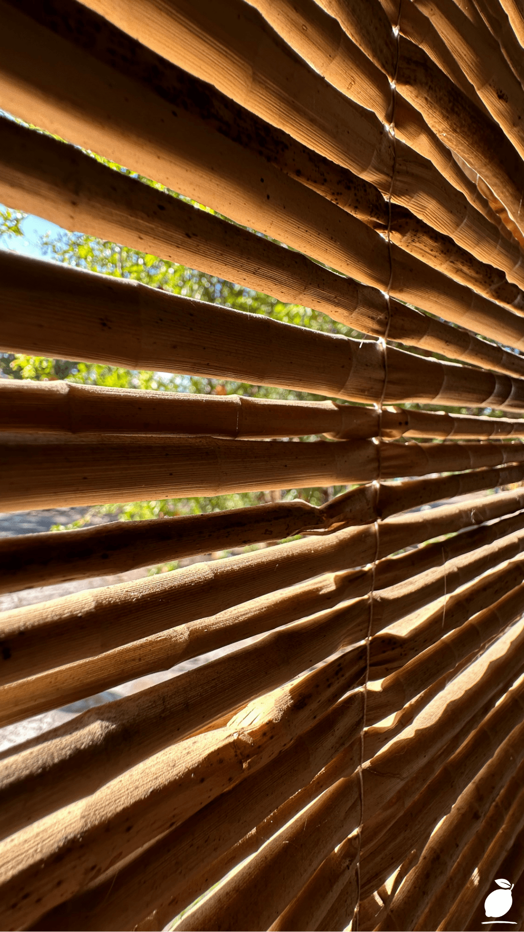 Fast-Growing Plants: Bamboo Privacy Screen and Manicured Garden Path