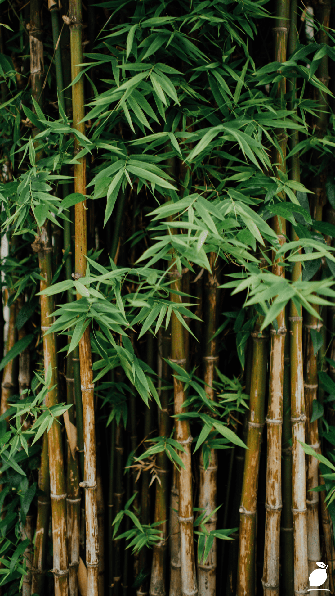 How to Plant, Grow and Care For Bamboo In Your Garden