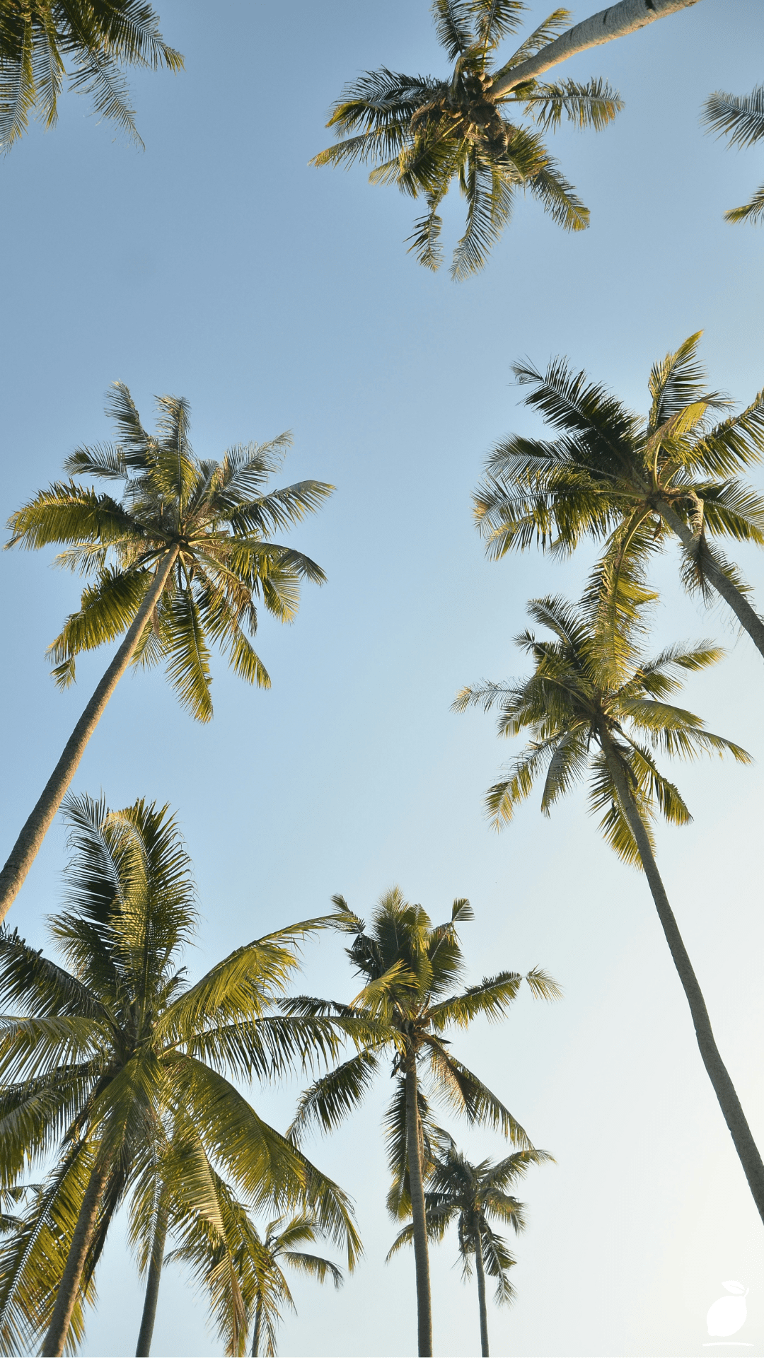 Get The Right Palm Tree For Your Growing Zone as well as The Best For Your Needs