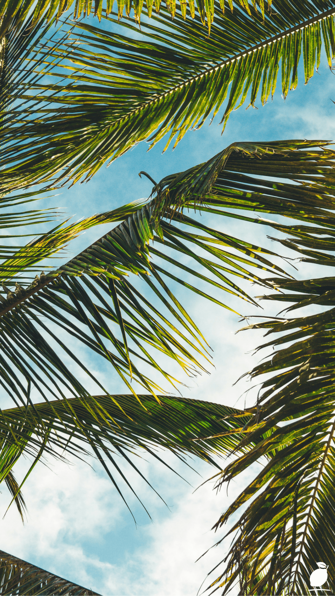 Get The Right Palm Tree For Your Growing Zone as well as The Best For Your Needs