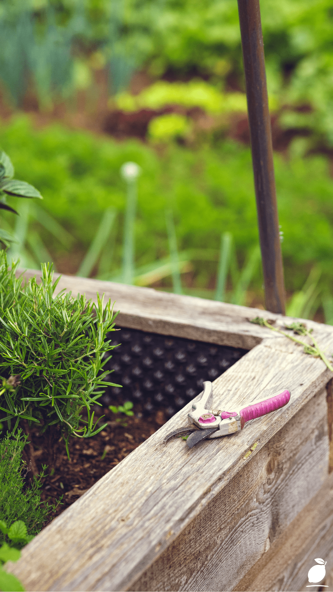Common Raised Bed Garden Mistakes You Must Avoid