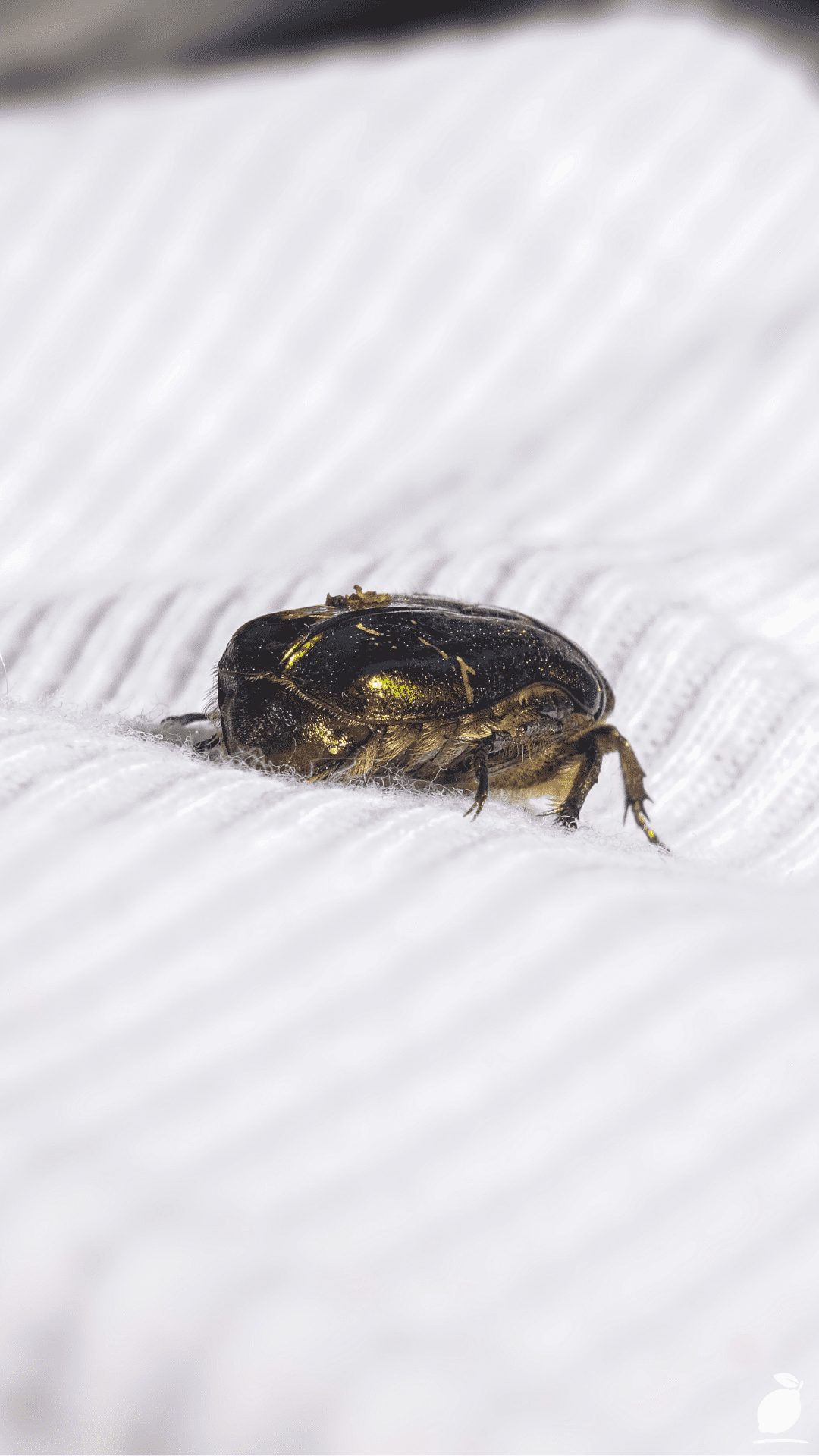 What Kills Bed Bugs Instantly?
