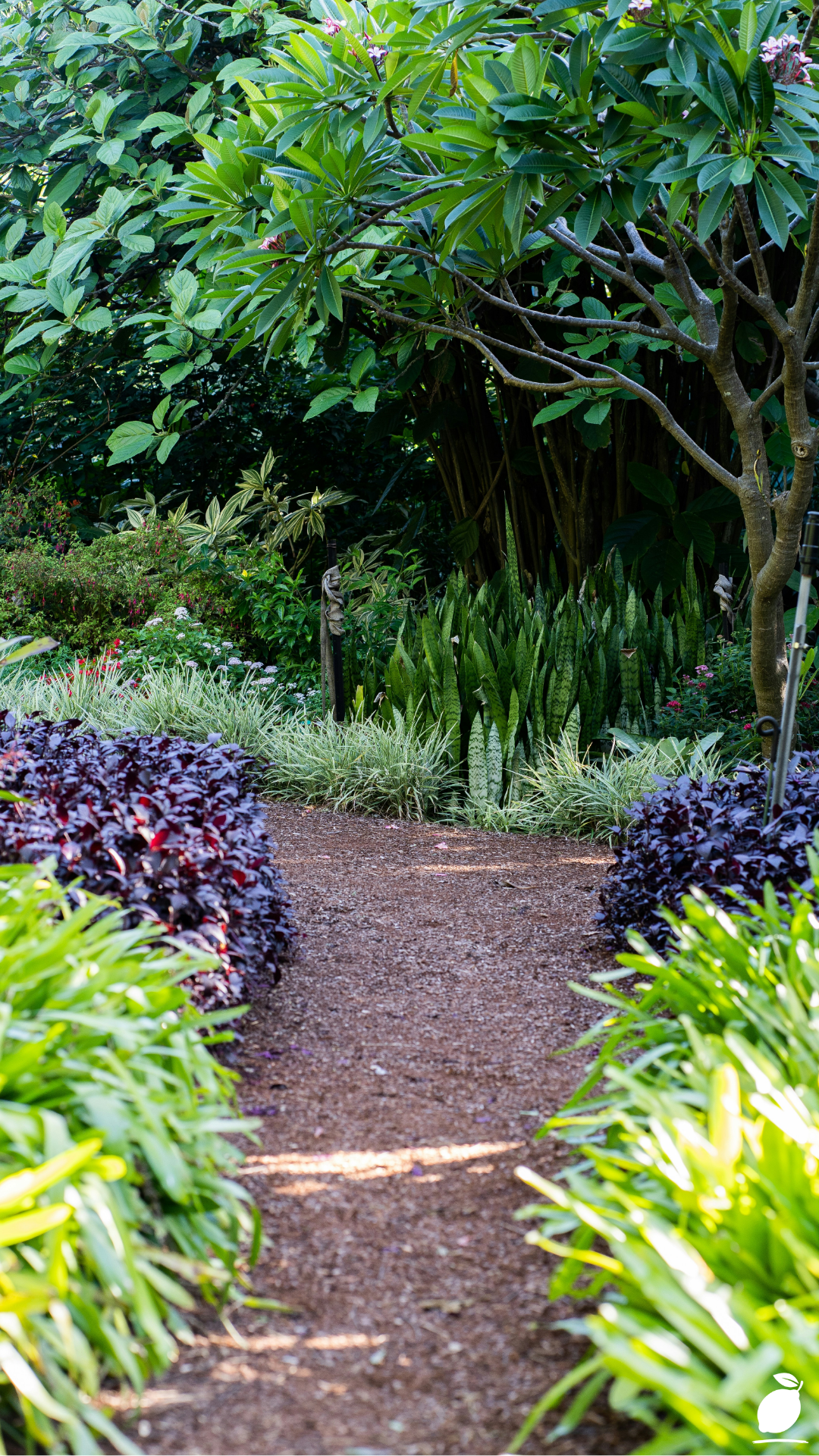 Colorful Shrubs to Add Year-Round Color to Your Landscape