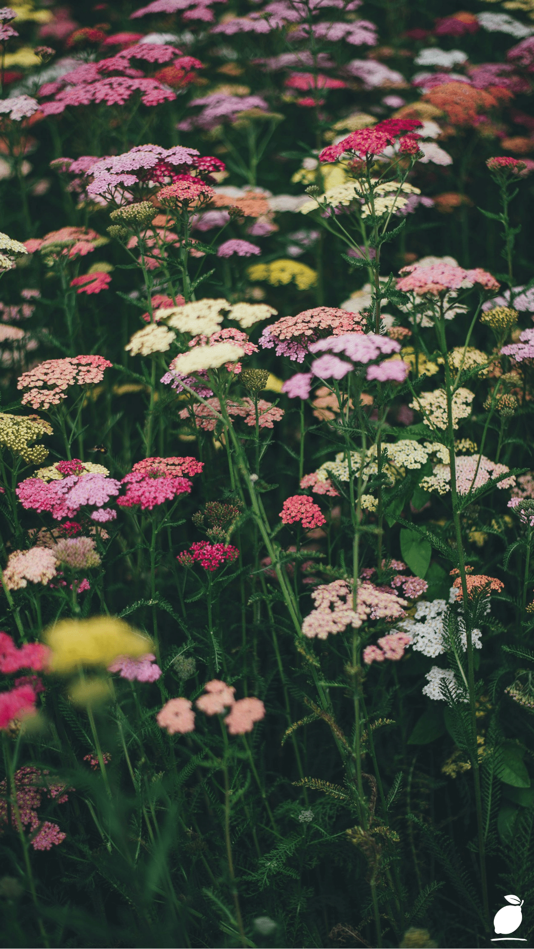 Discover Types of Wildflowers Worldwide