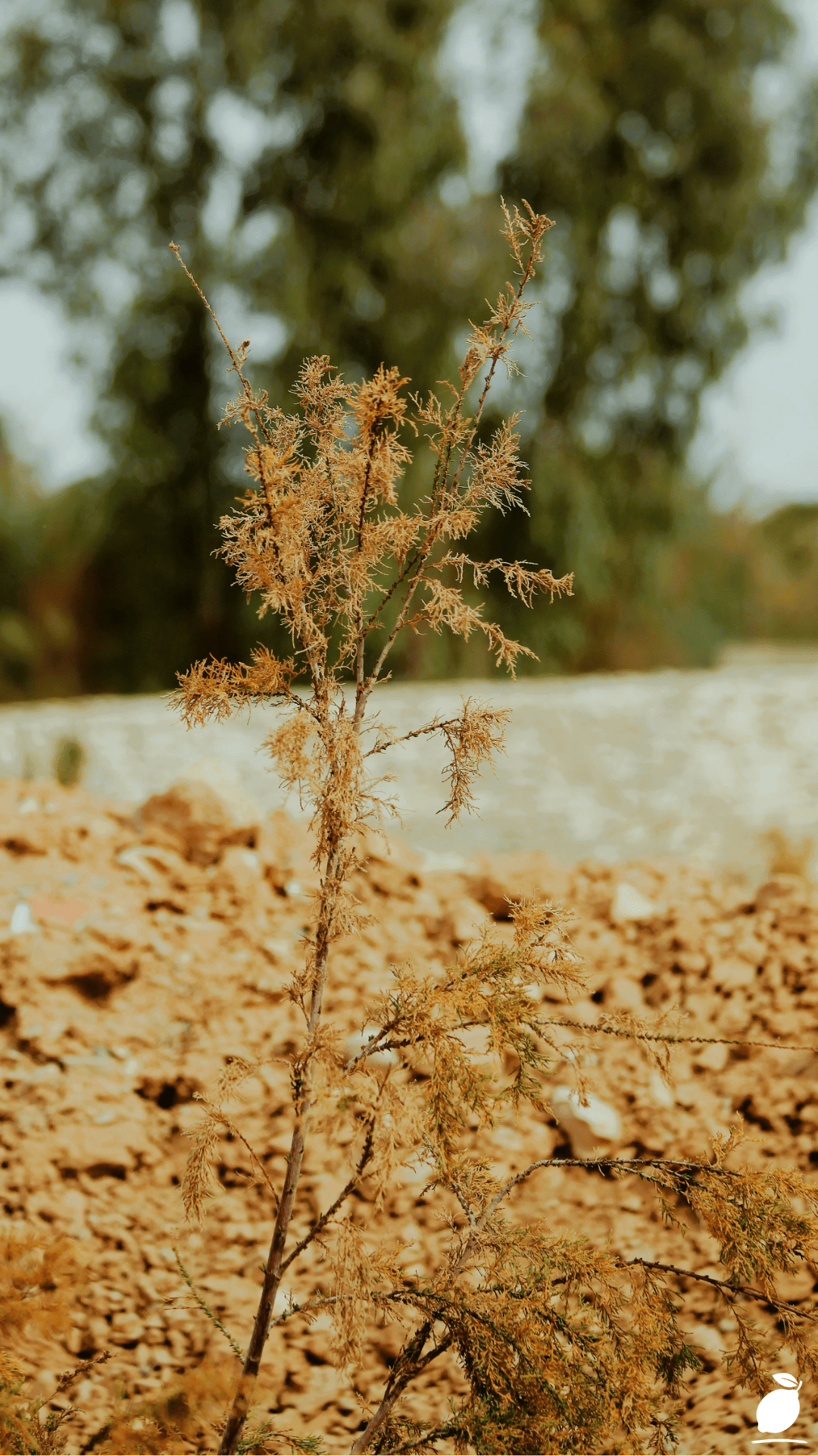 Plants And Flowers That Prefer Dry Soil